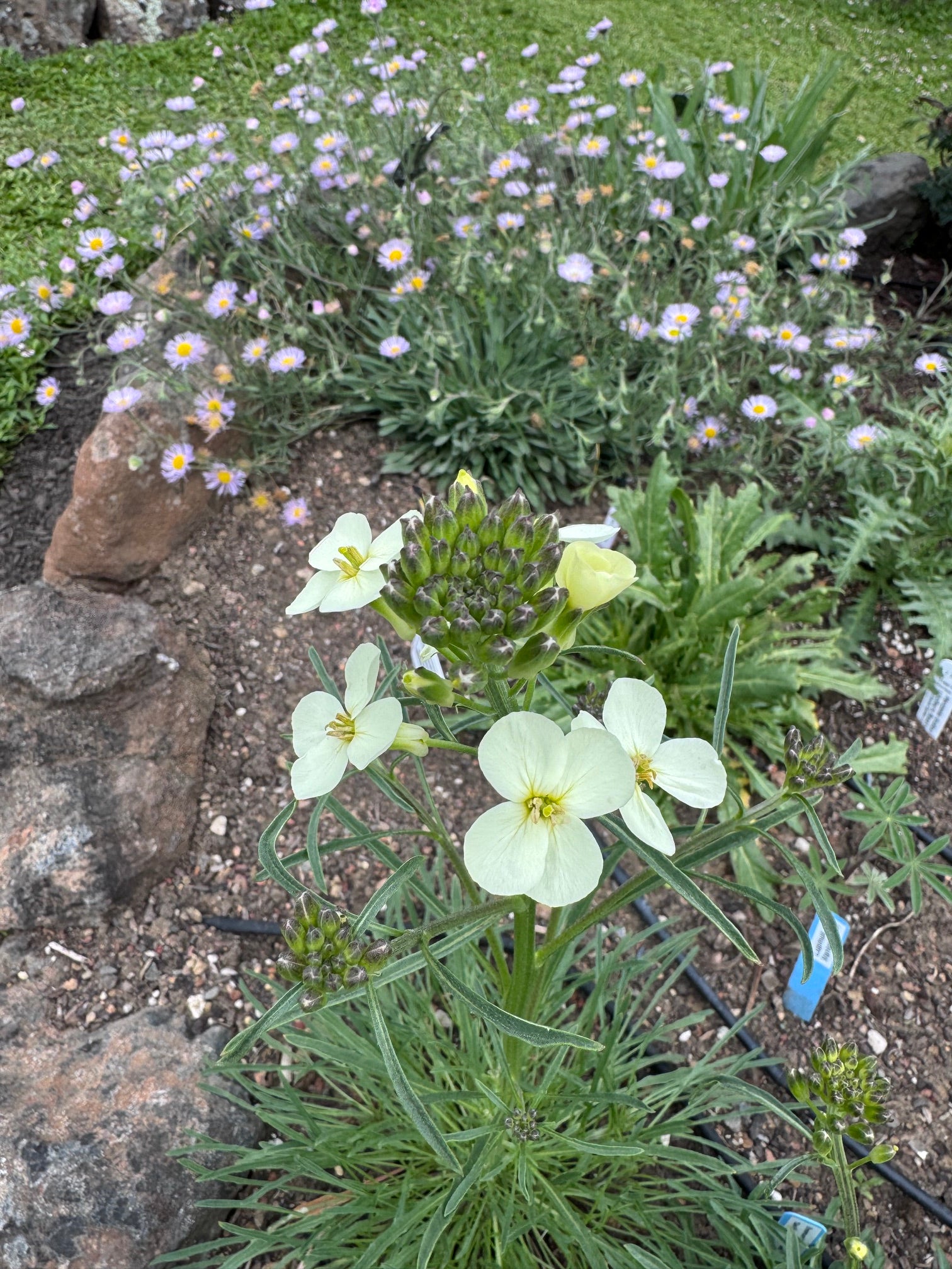 San Francisco Wallflower | Erysimum franciscanum