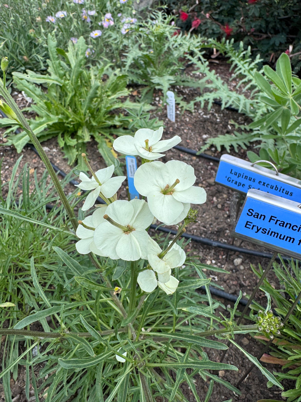 San Francisco Wallflower | Erysimum franciscanum
