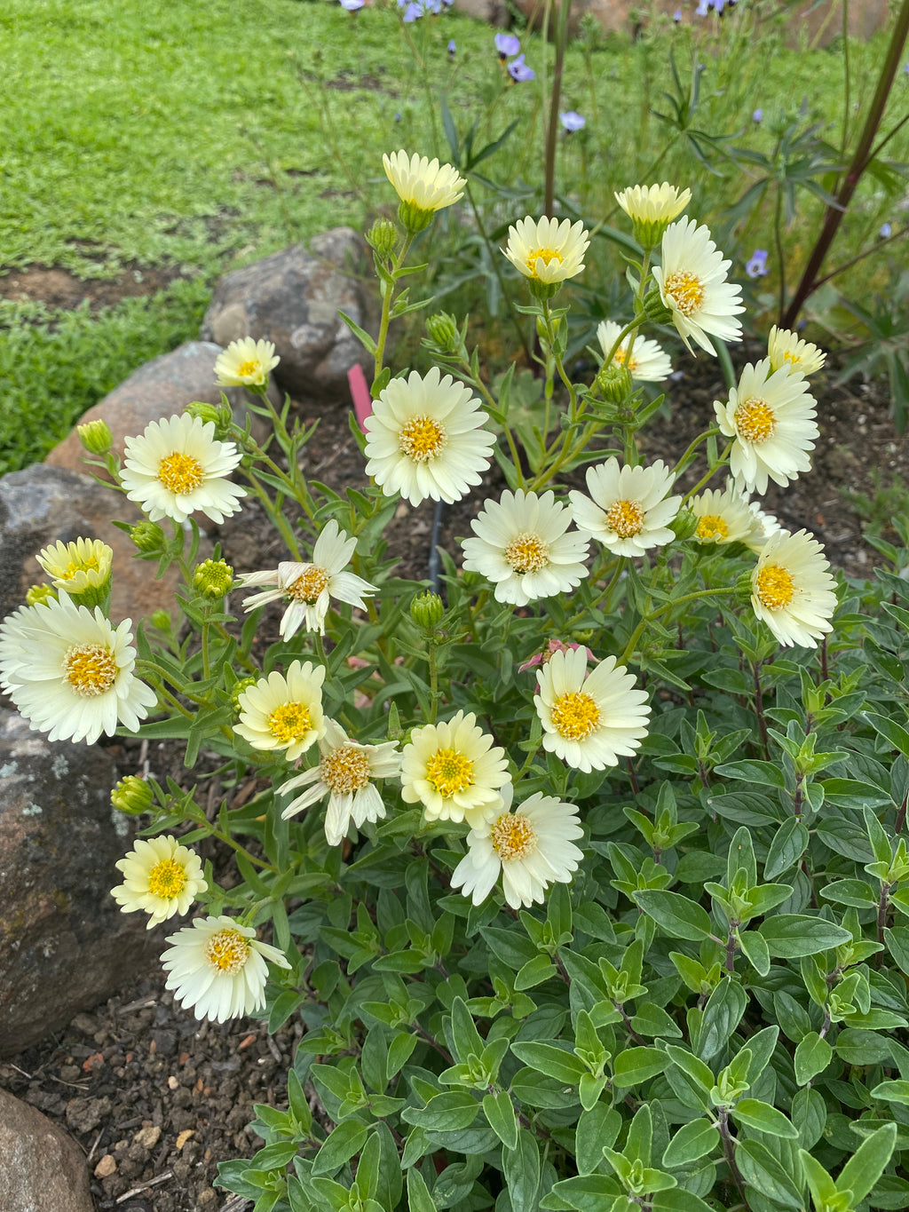 Pale-yellow Tidytips | Layia Heterotricha