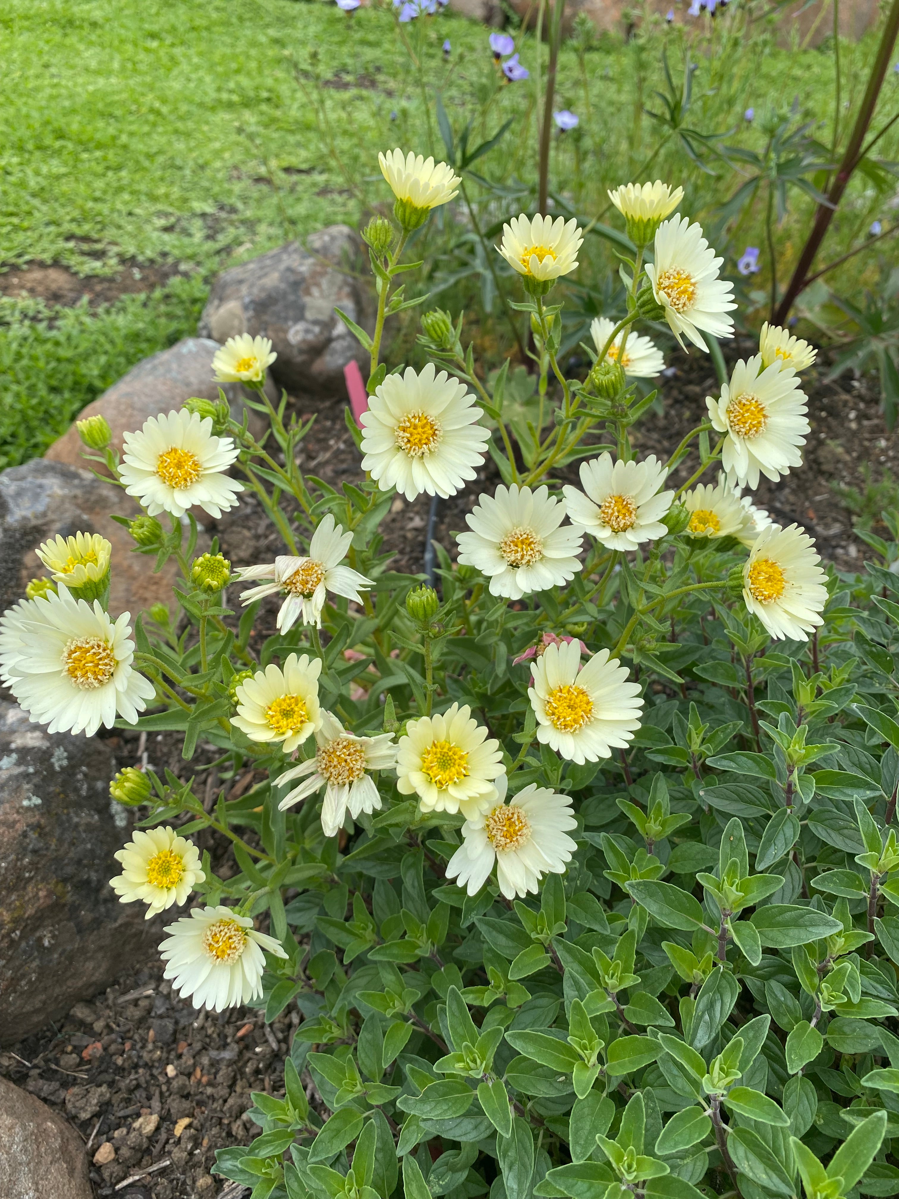 Pale-yellow Tidytips | Layia Heterotricha seeds