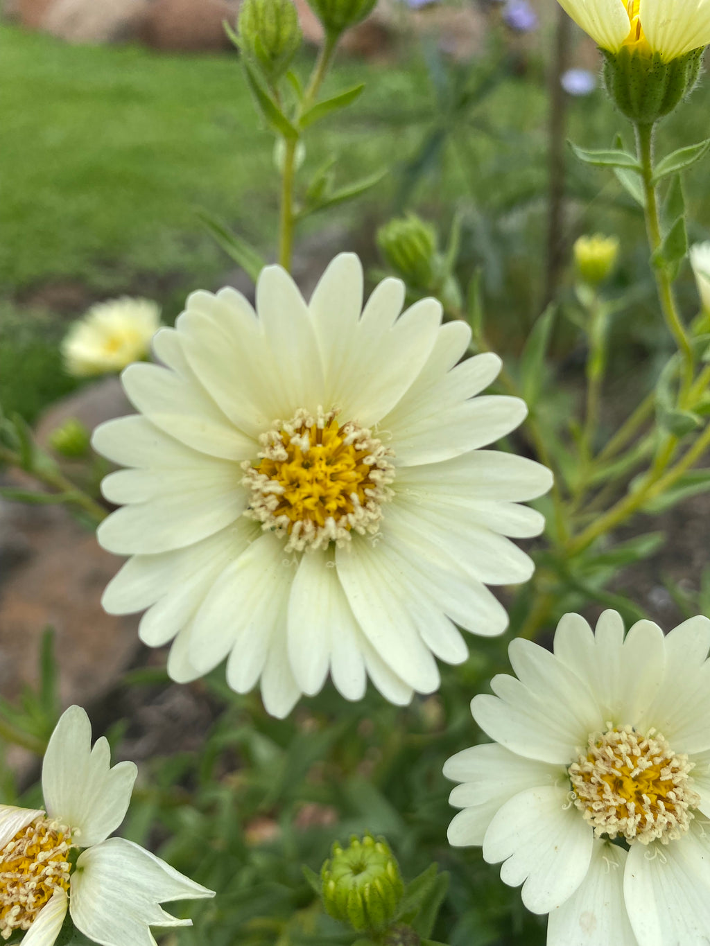 Pale-yellow Tidytips | Layia Heterotricha