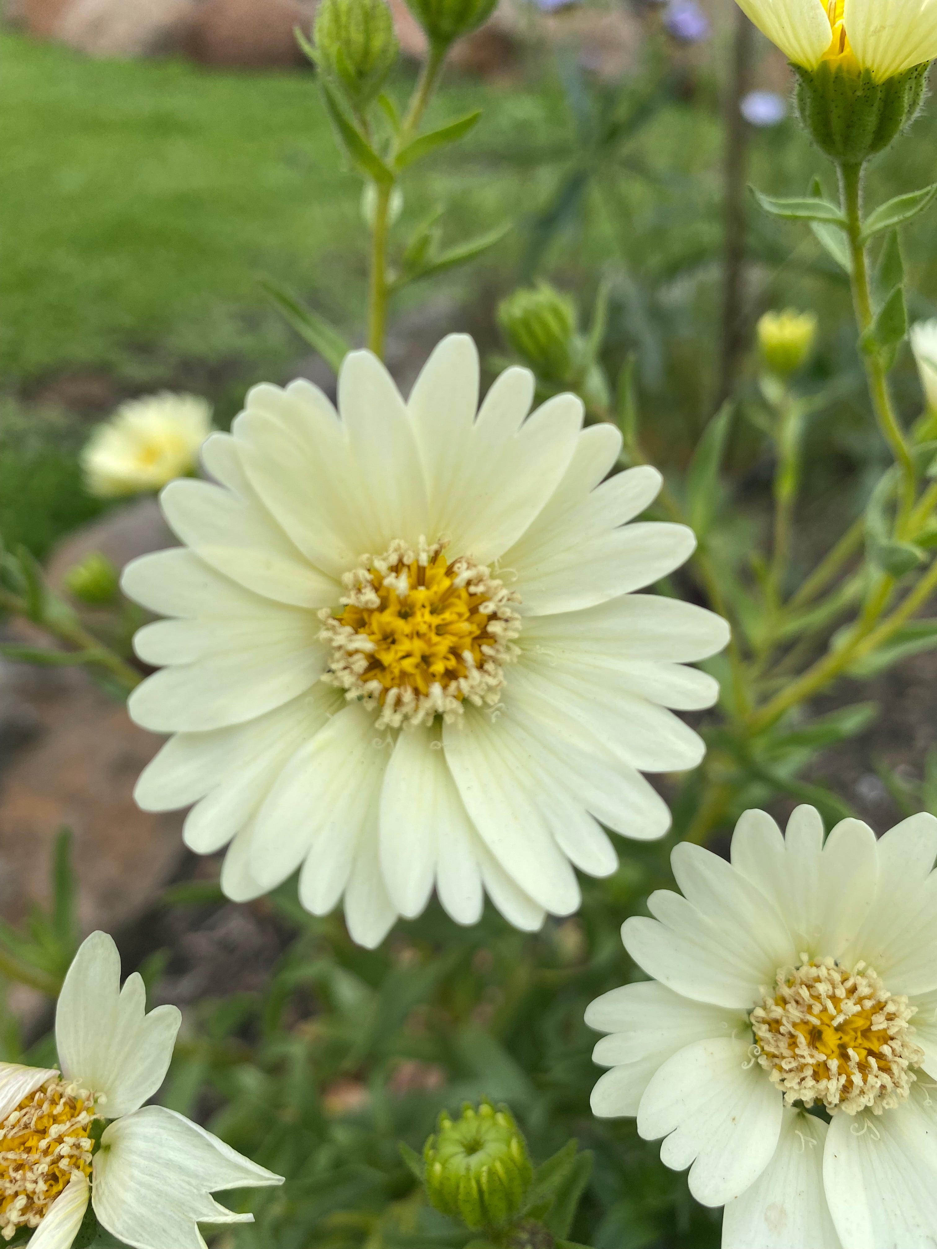 Pale-yellow Tidytips | Layia Heterotricha seeds