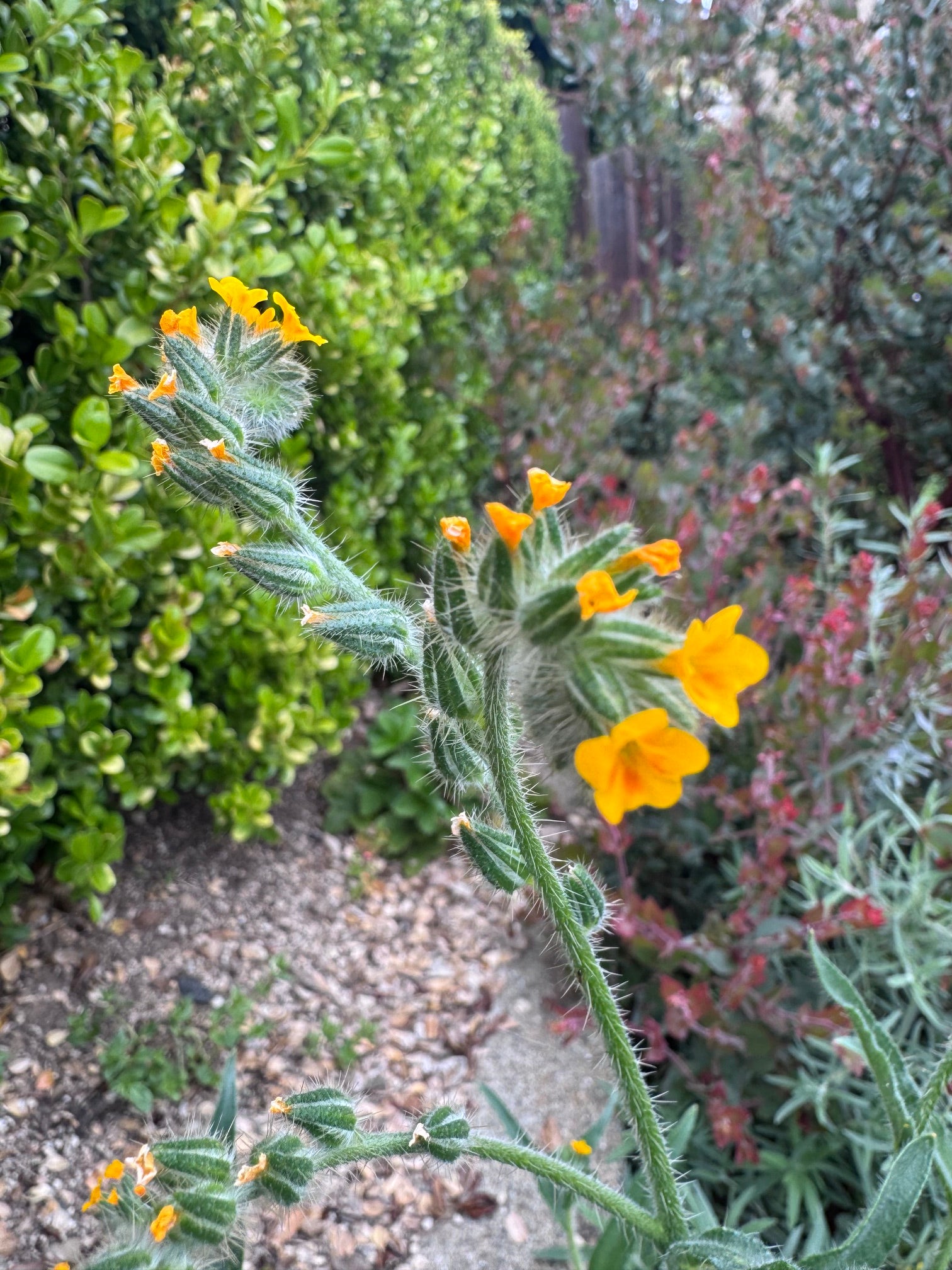 Menzies' Fiddleneck | Amsinckia menziesii seeds