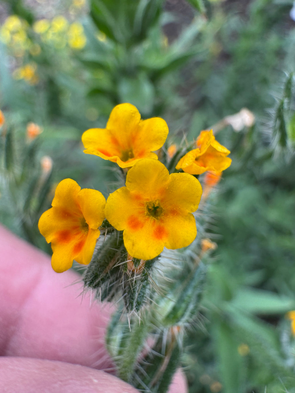 Menzies' Fiddleneck | Amsinckia menziesii seeds
