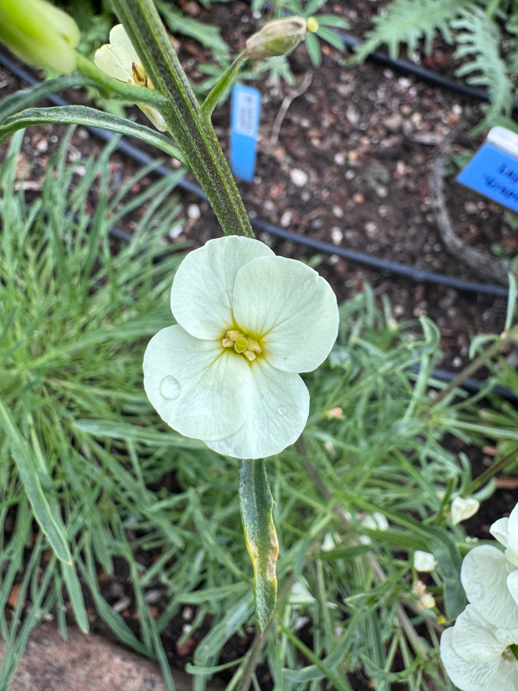 San Francisco Wallflower | Erysimum franciscanum