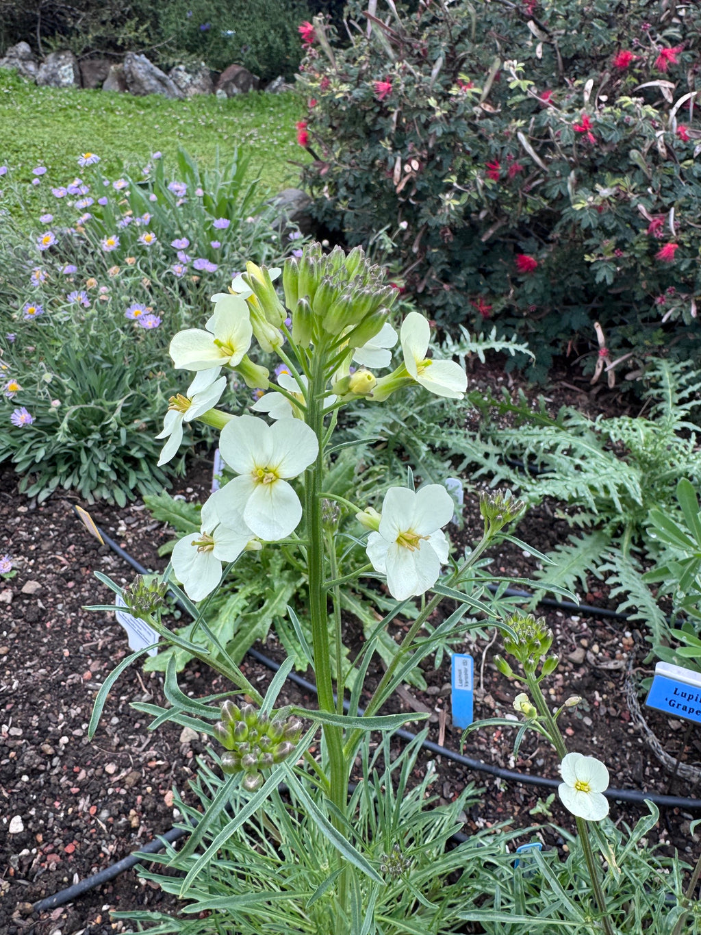 San Francisco Wallflower | Erysimum franciscanum