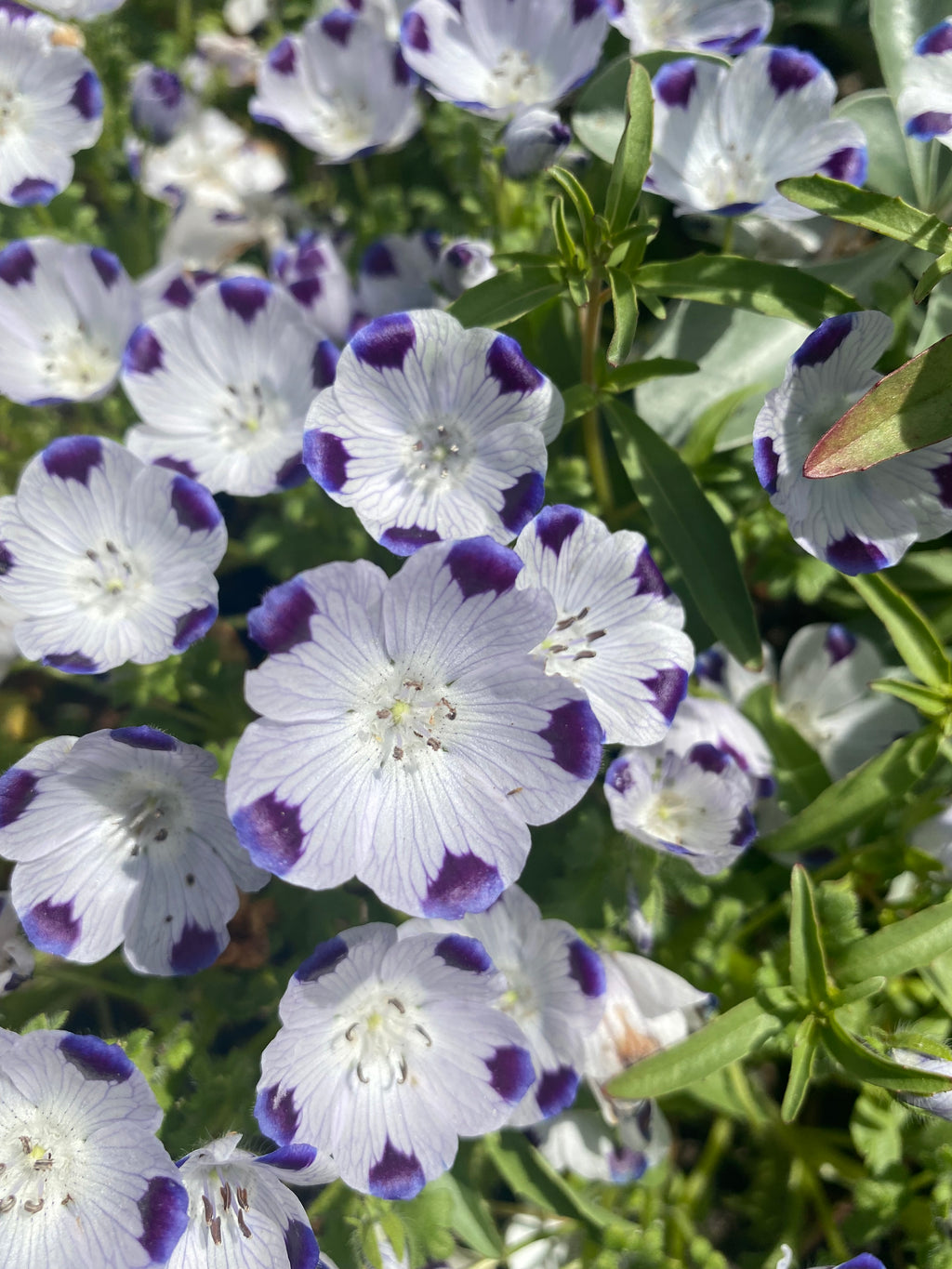 Fivespot | Nemophila maculata