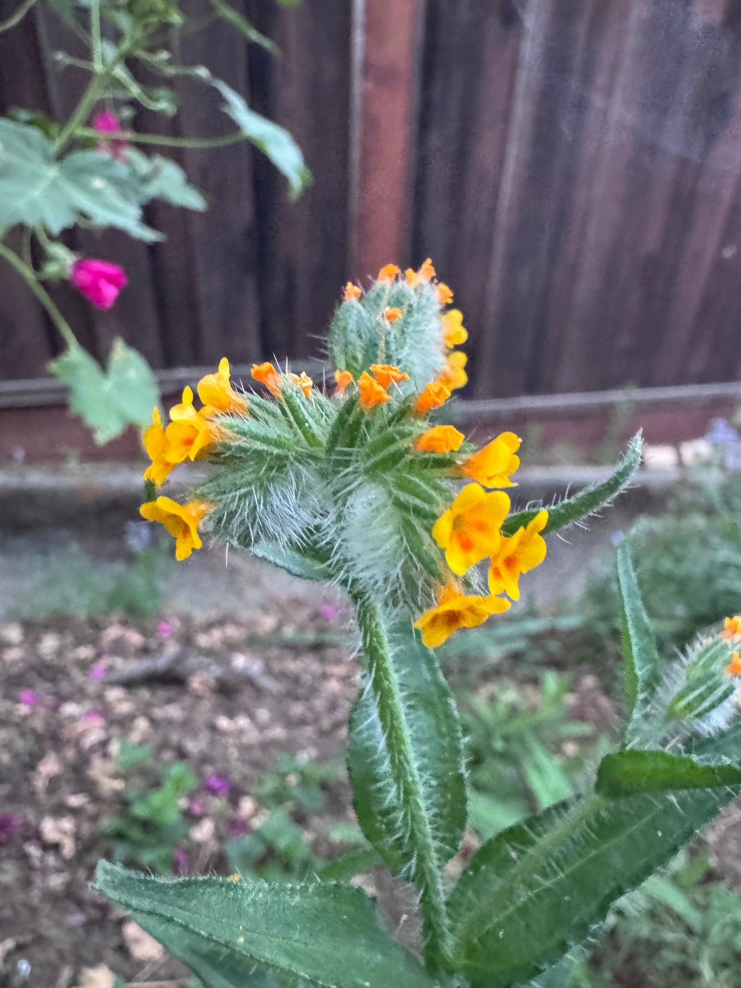 Menzies' Fiddleneck | Amsinckia menziesii seeds