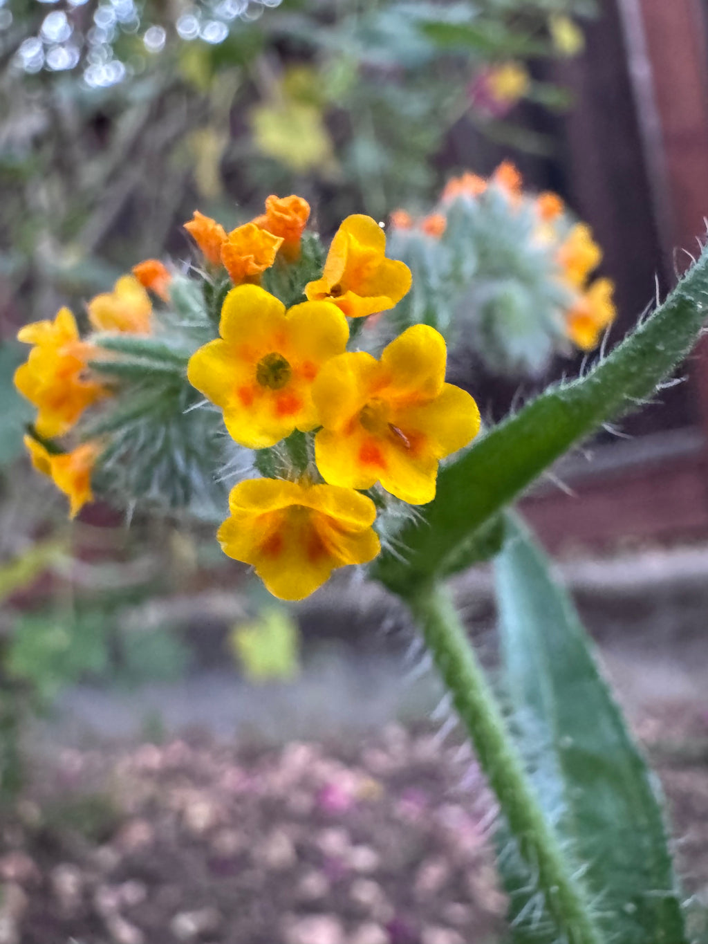 Menzies' Fiddleneck | Amsinckia menziesii seeds
