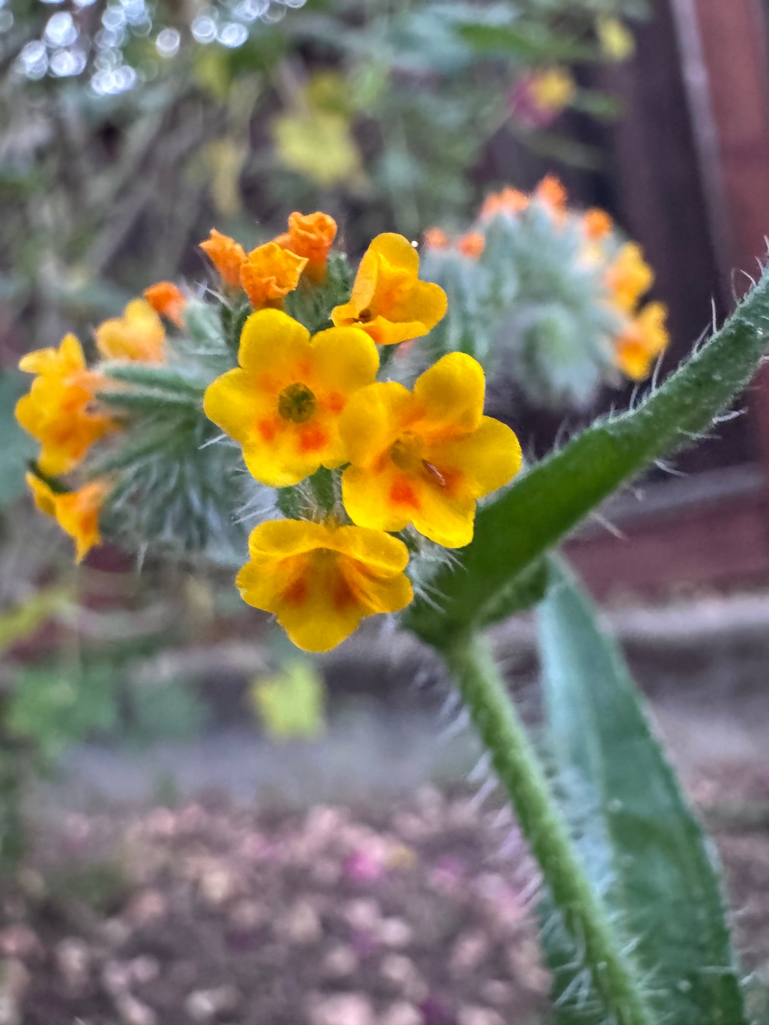 Menzies' Fiddleneck | Amsinckia menziesii seeds