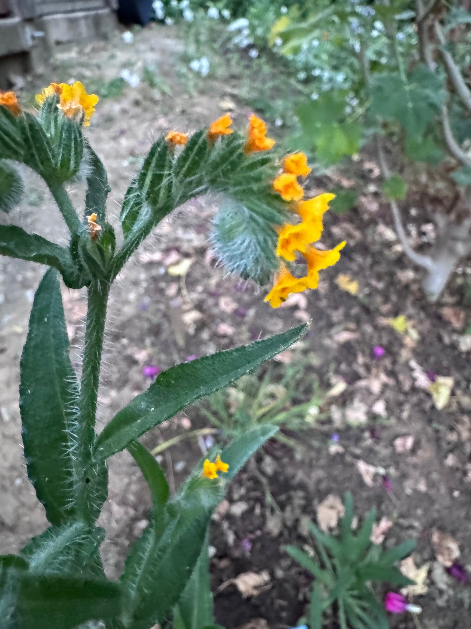 Menzies' Fiddleneck | Amsinckia menziesii seeds
