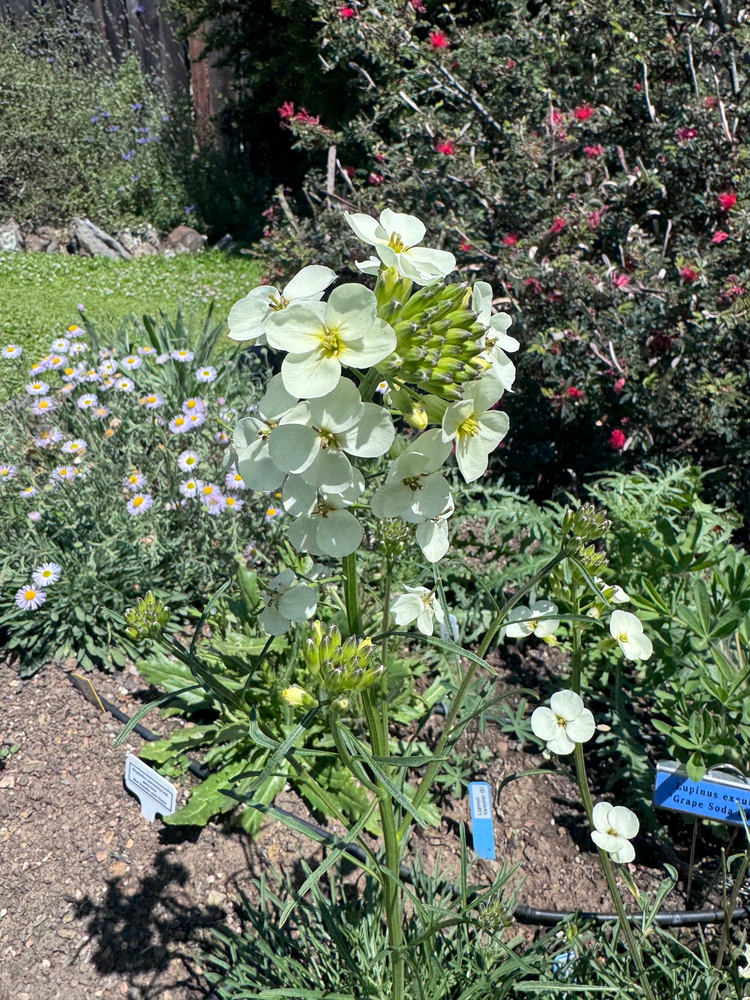 San Francisco Wallflower | Erysimum franciscanum