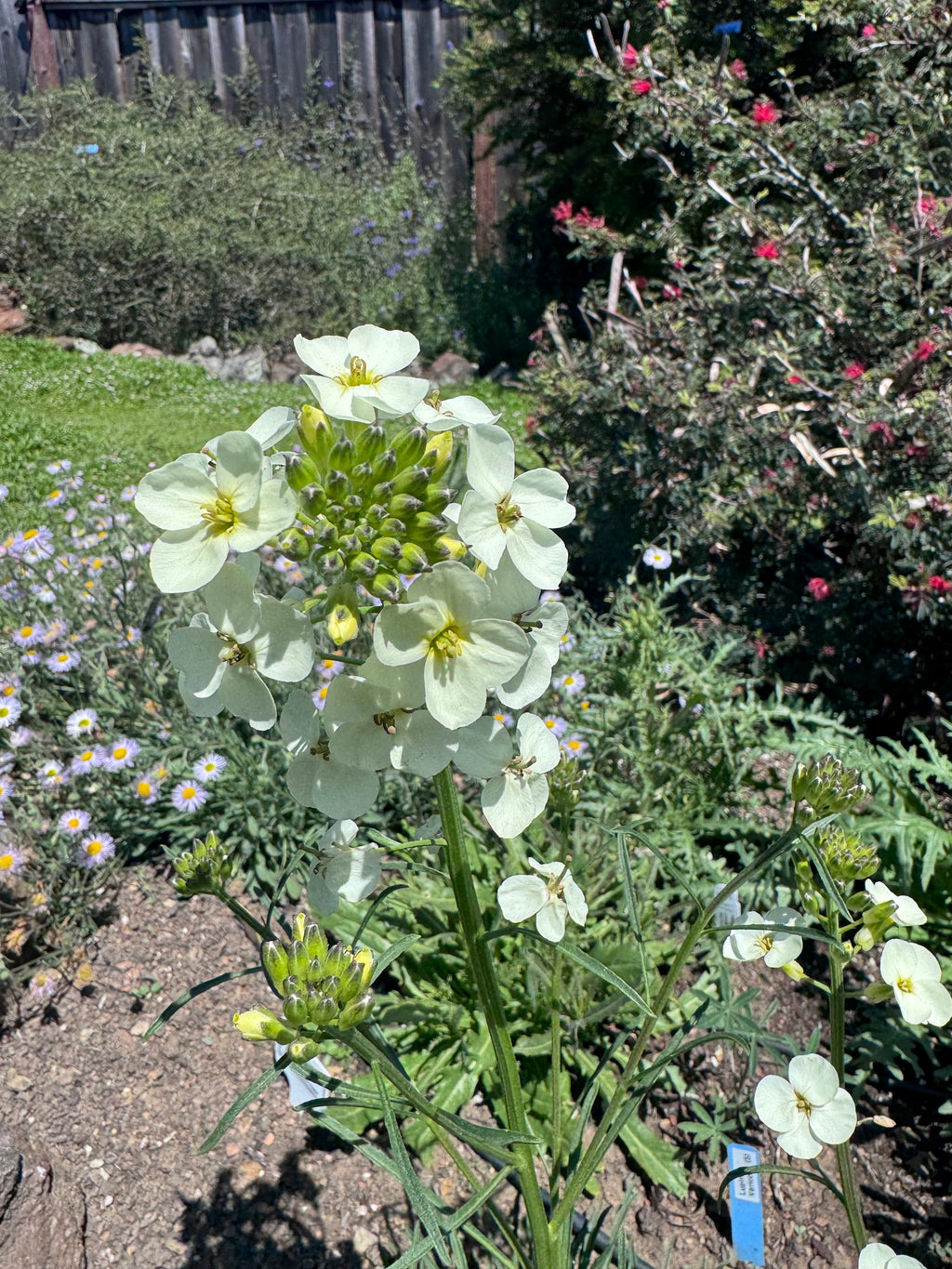 San Francisco Wallflower | Erysimum franciscanum