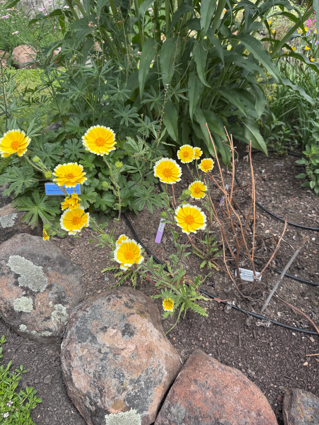 Common Tidy Tips | Layia platyglossa seeds