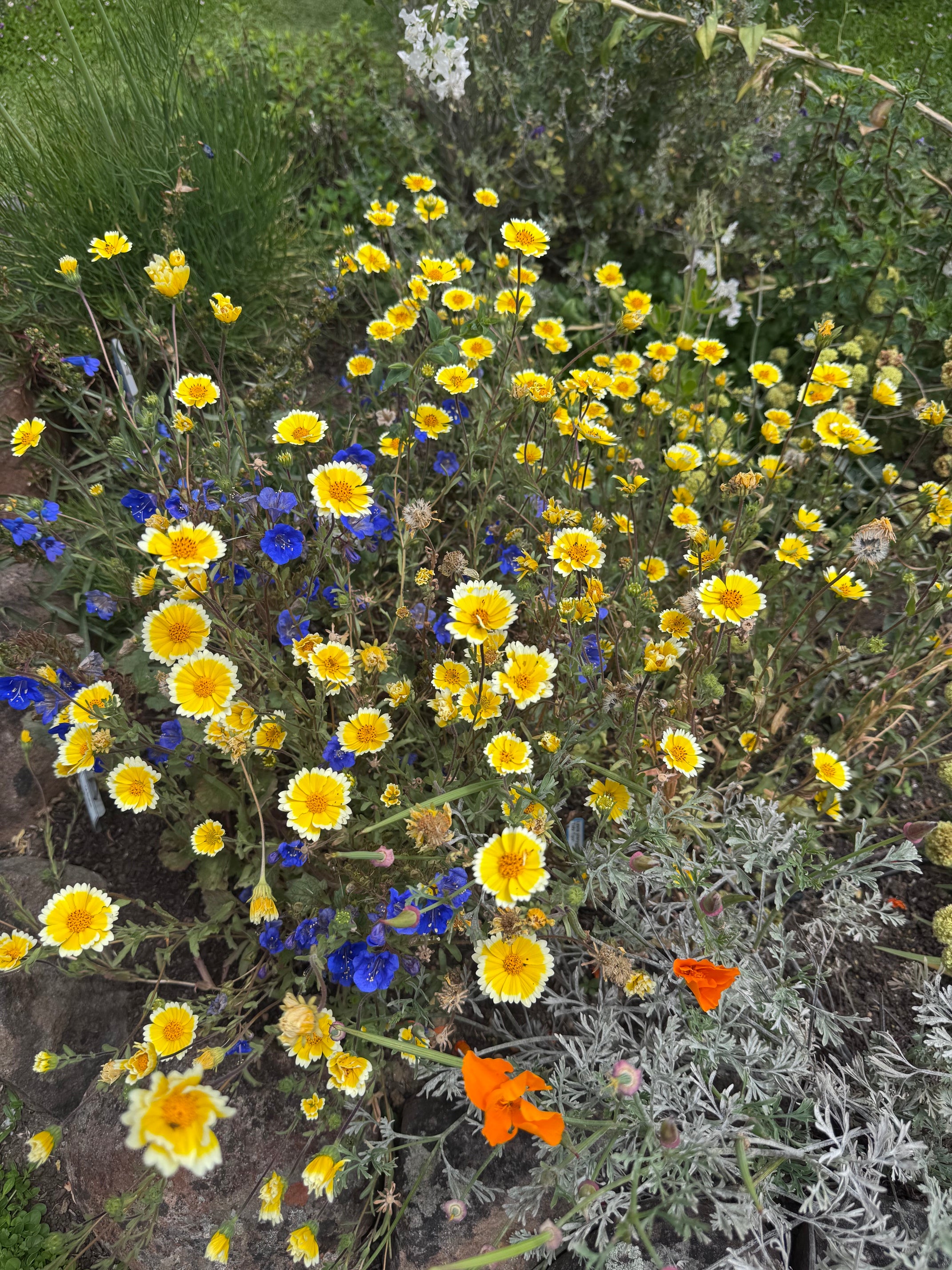 Common Tidy Tips | Layia platyglossa seeds