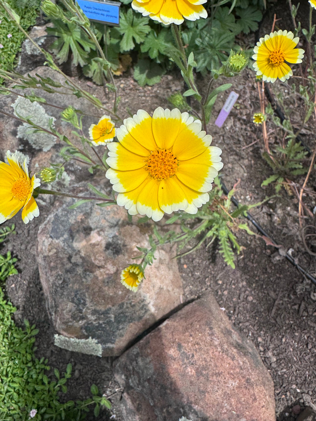 Common Tidy Tips | Layia platyglossa seeds