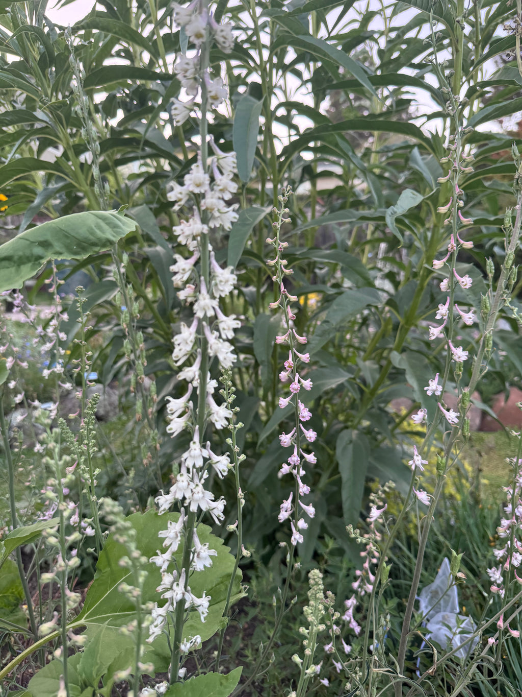 Hansen’s Larkspur | Delphinium hansenii seeds