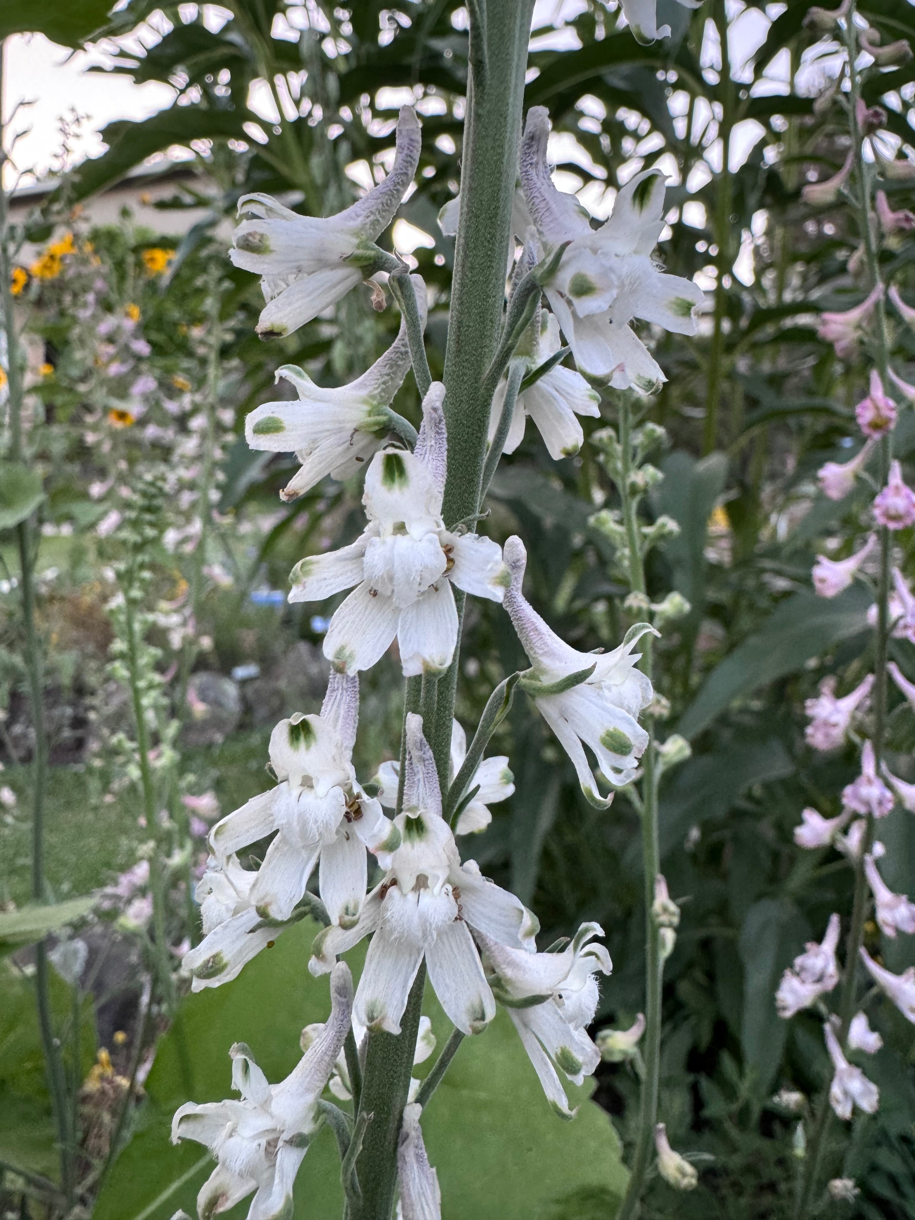Hansen’s Larkspur | Delphinium hansenii seeds