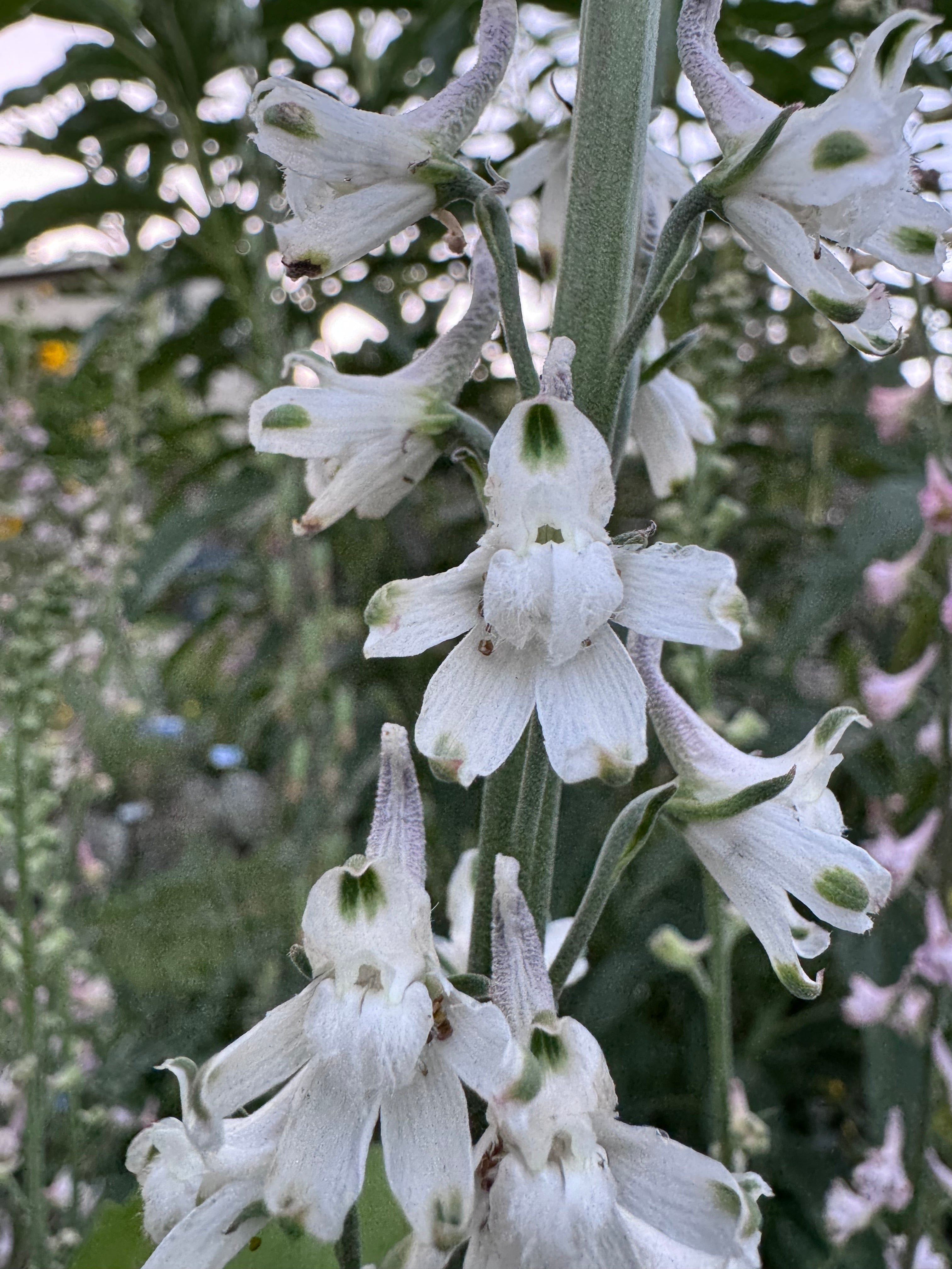 Hansen’s Larkspur | Delphinium hansenii seeds
