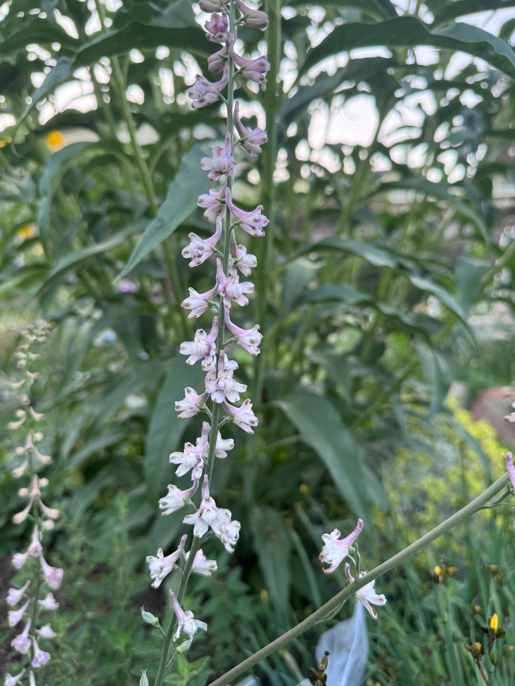 Hansen’s Larkspur | Delphinium hansenii seeds