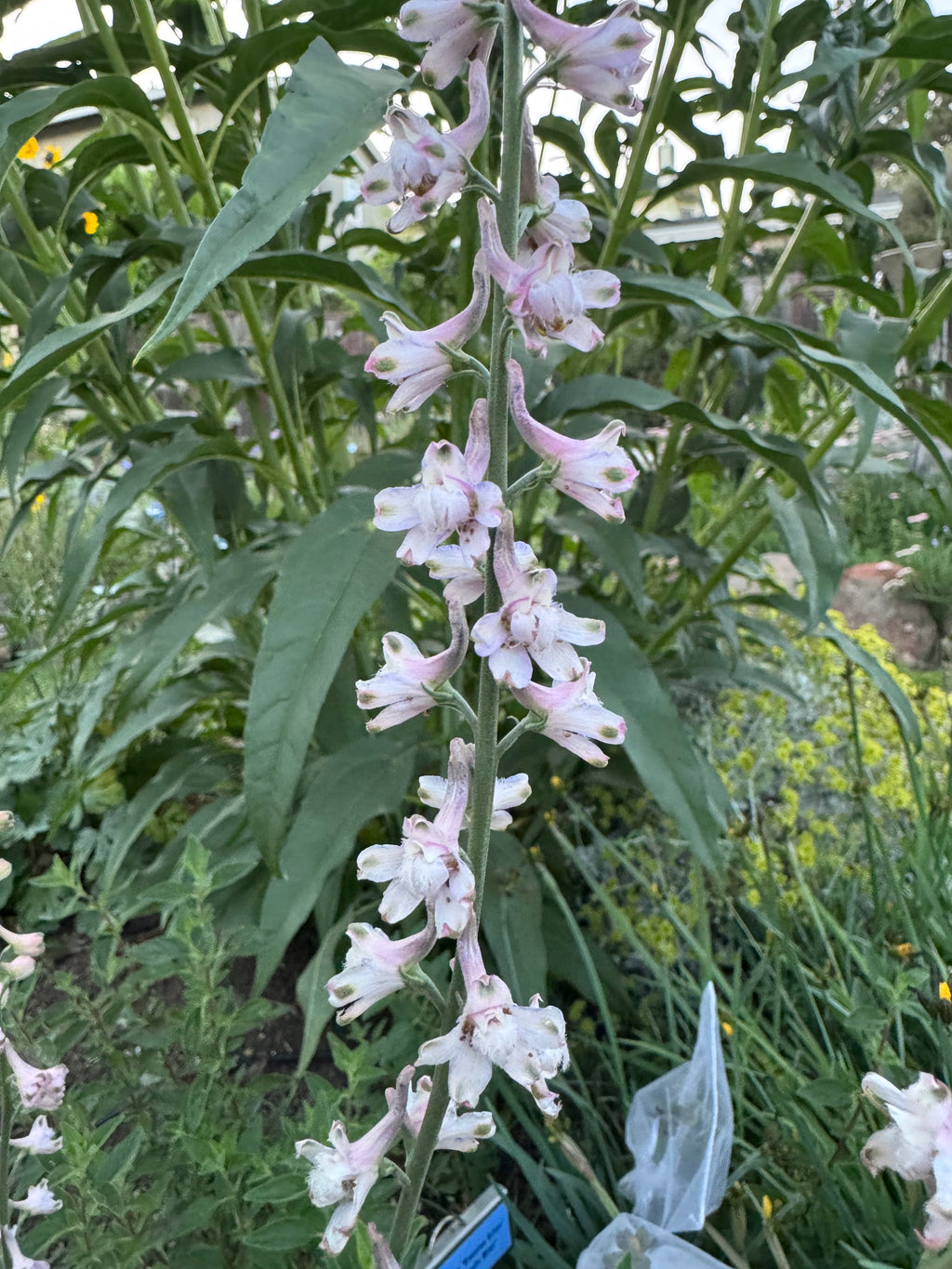 Hansen’s Larkspur | Delphinium hansenii seeds