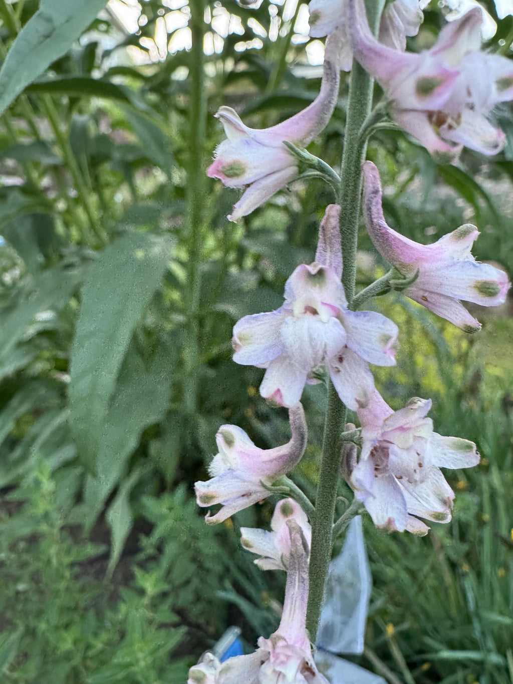 Hansen’s Larkspur | Delphinium hansenii seeds