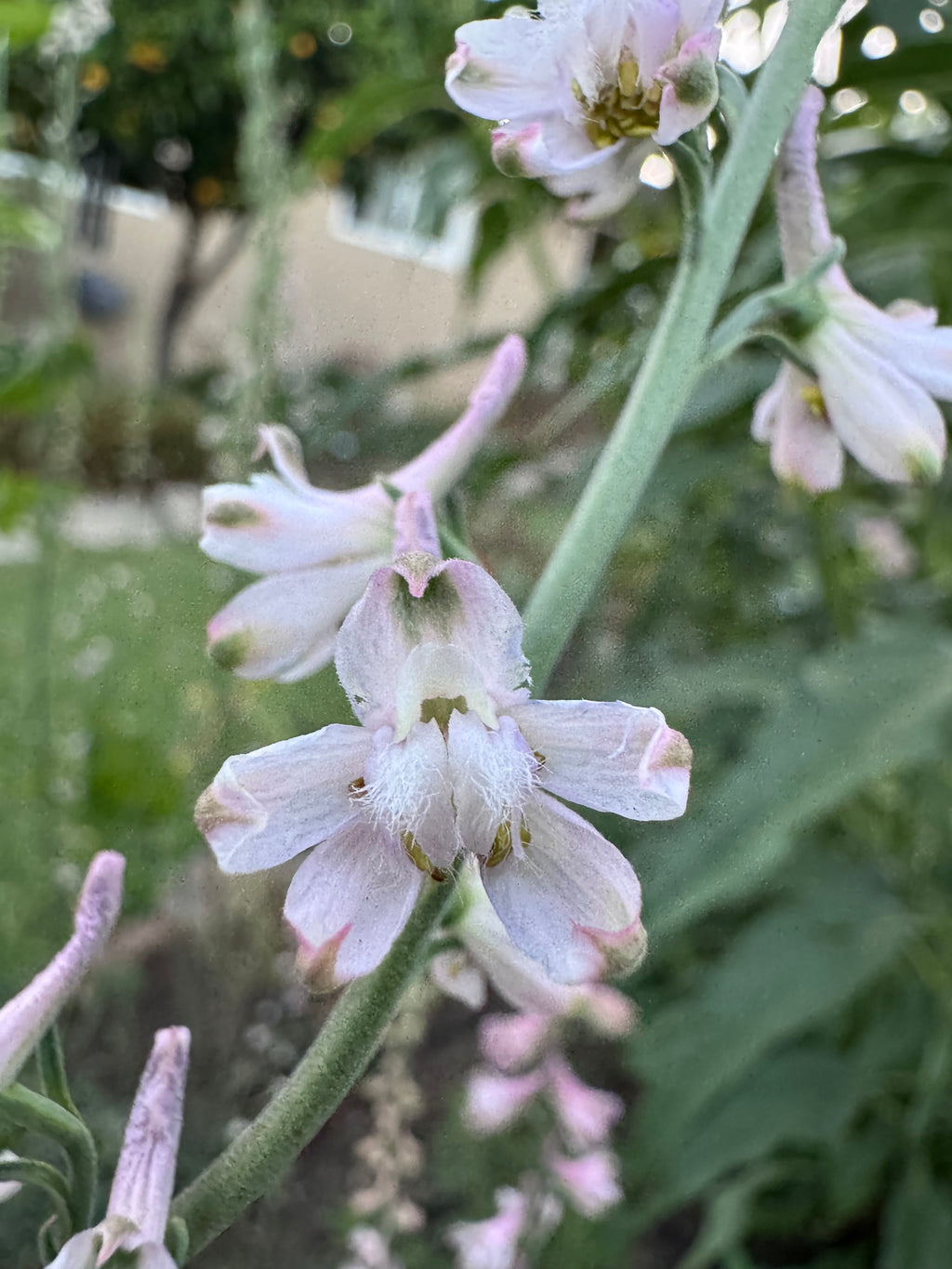 Hansen’s Larkspur | Delphinium hansenii seeds