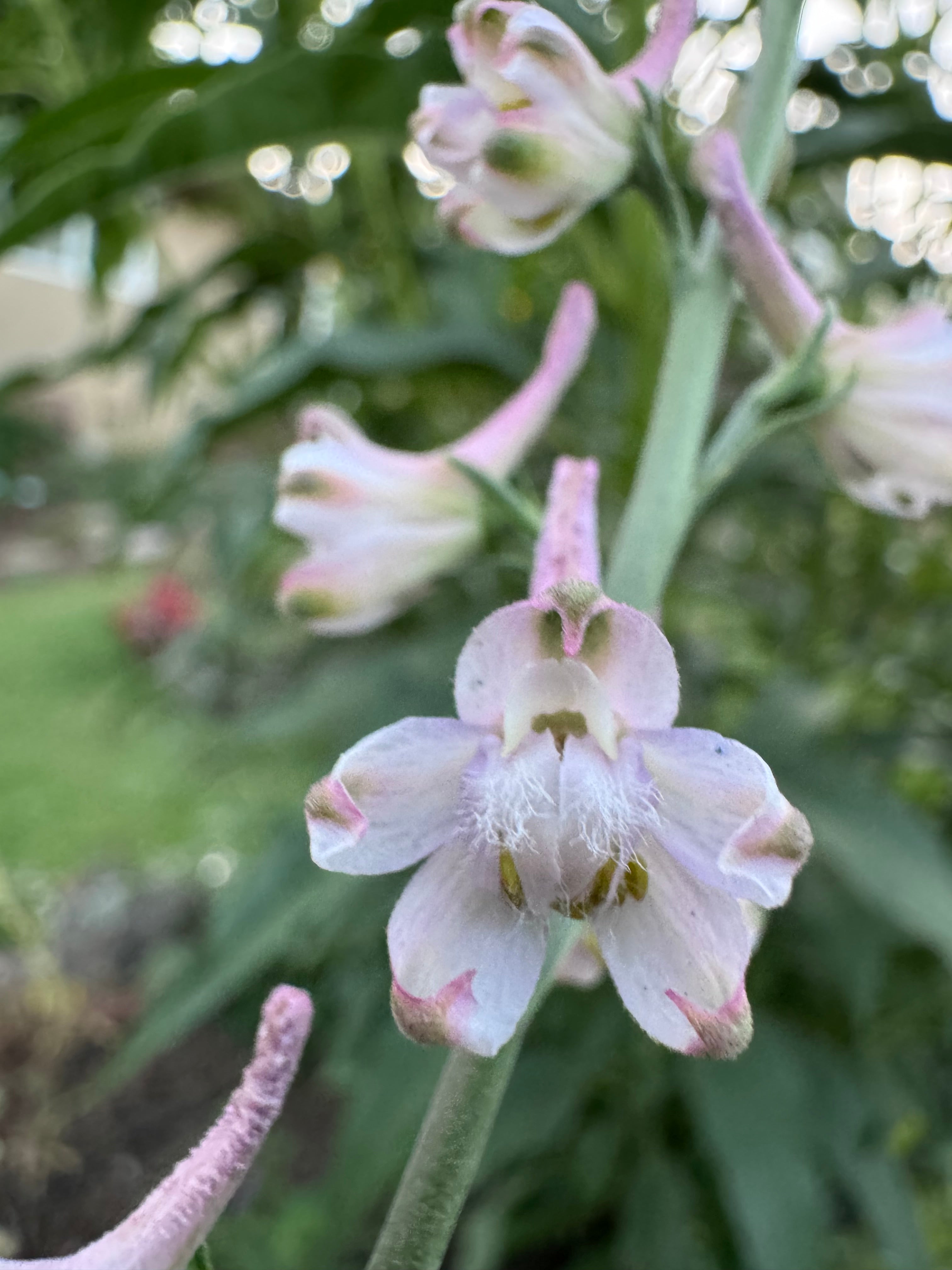Hansen’s Larkspur | Delphinium hansenii seeds