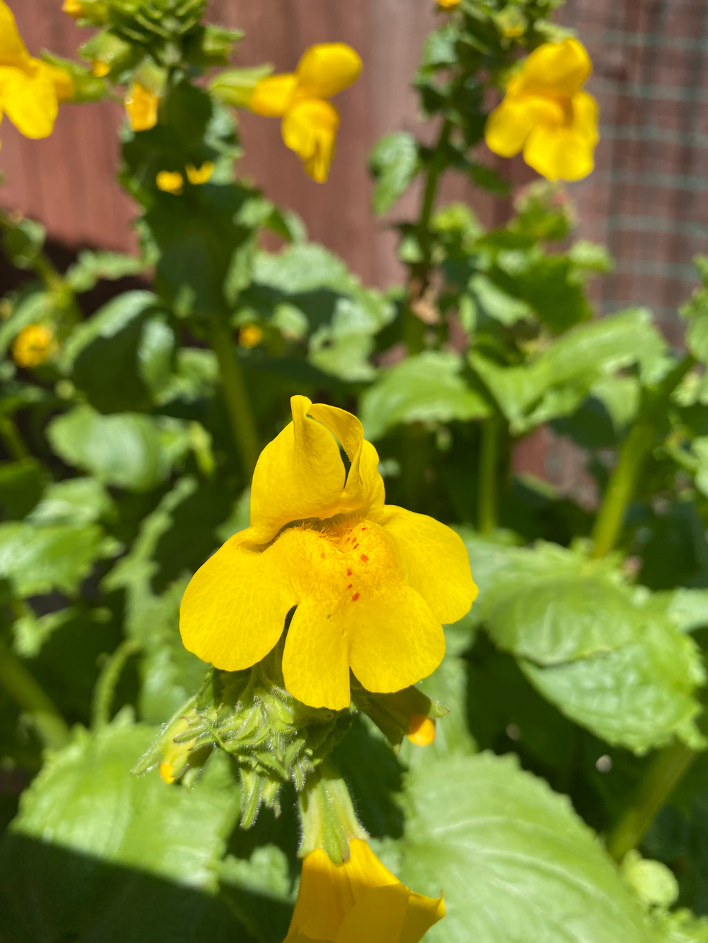 Seep Monkeyflower | Erythranthe guttata