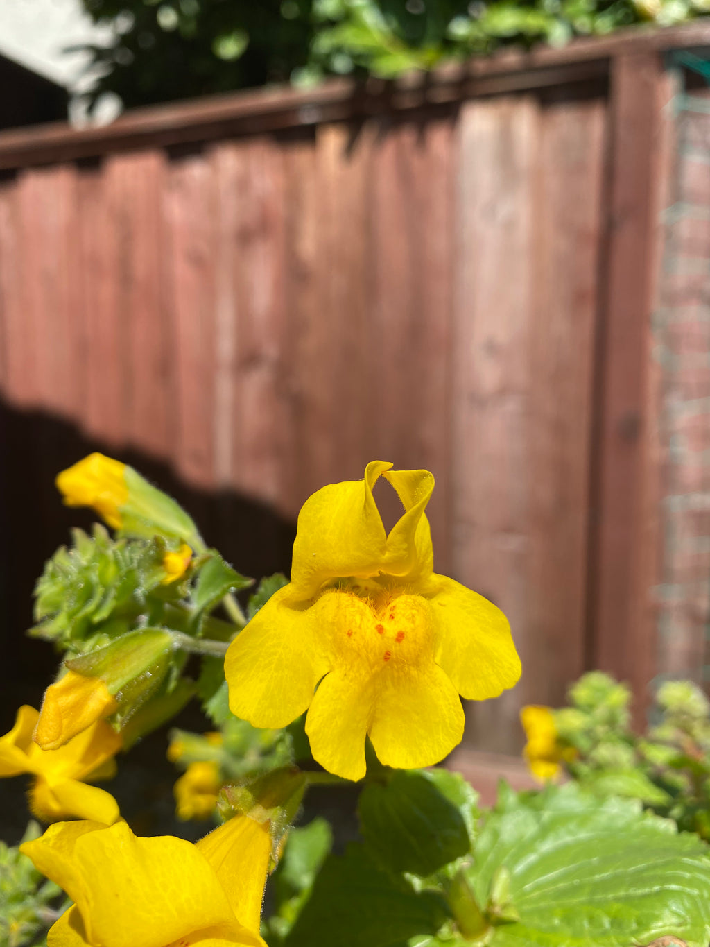 Seep Monkeyflower | Erythranthe guttata