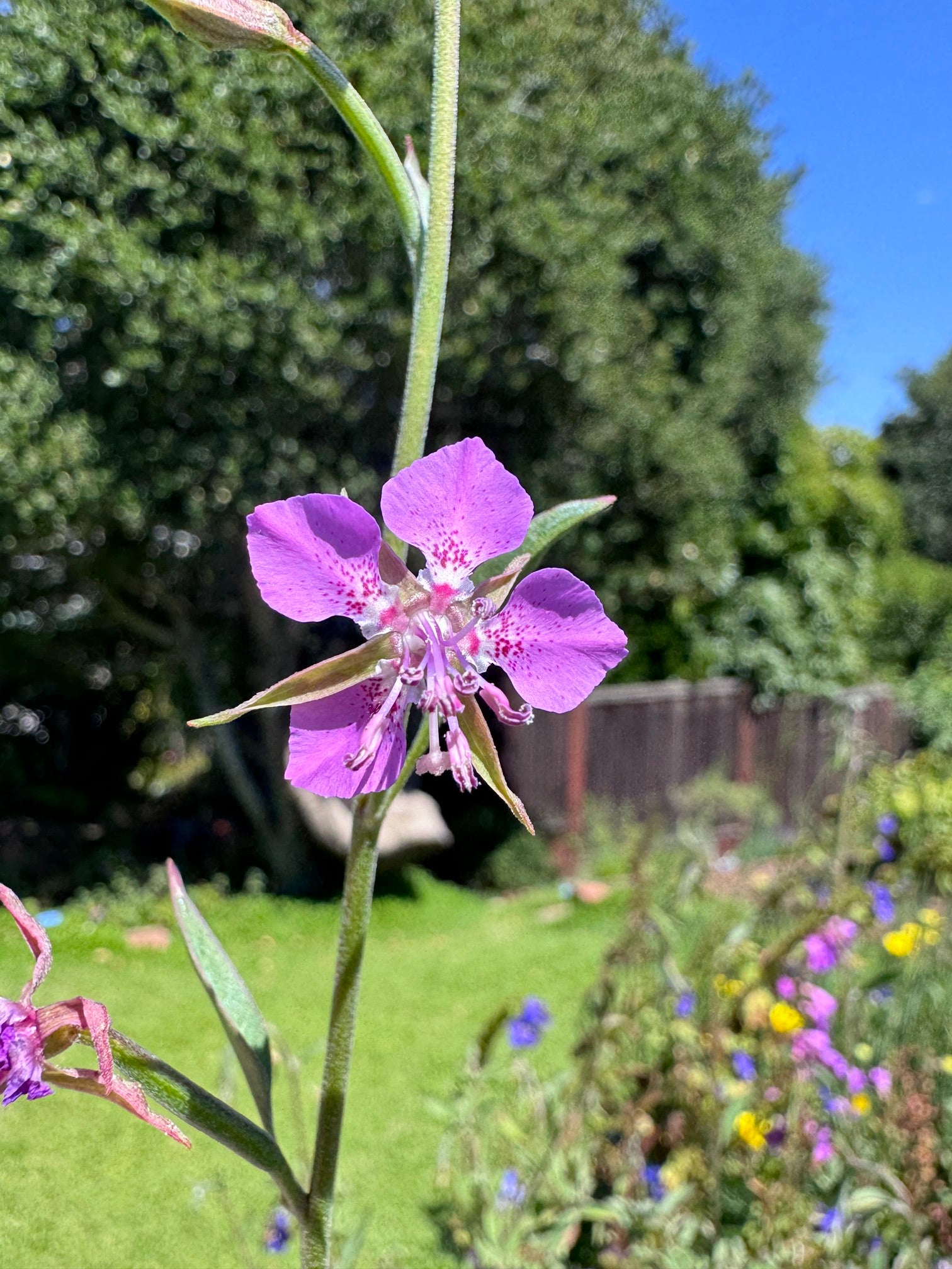Diamond Clarkia | Clarkia rhomboidea