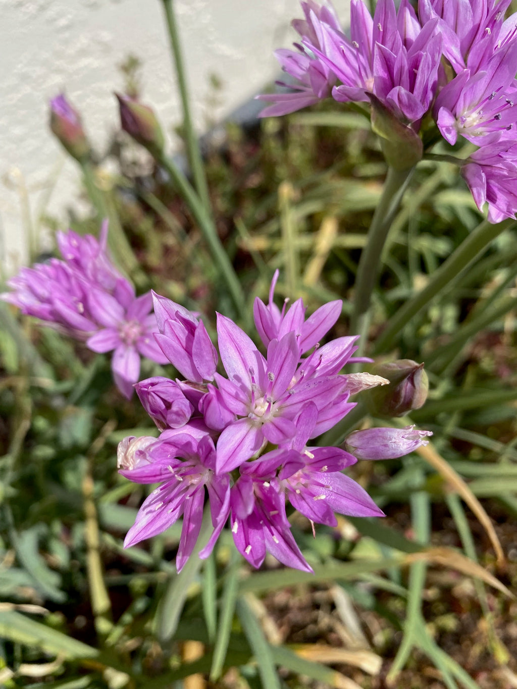 One Leaf Onion | Allium unifolium seeds