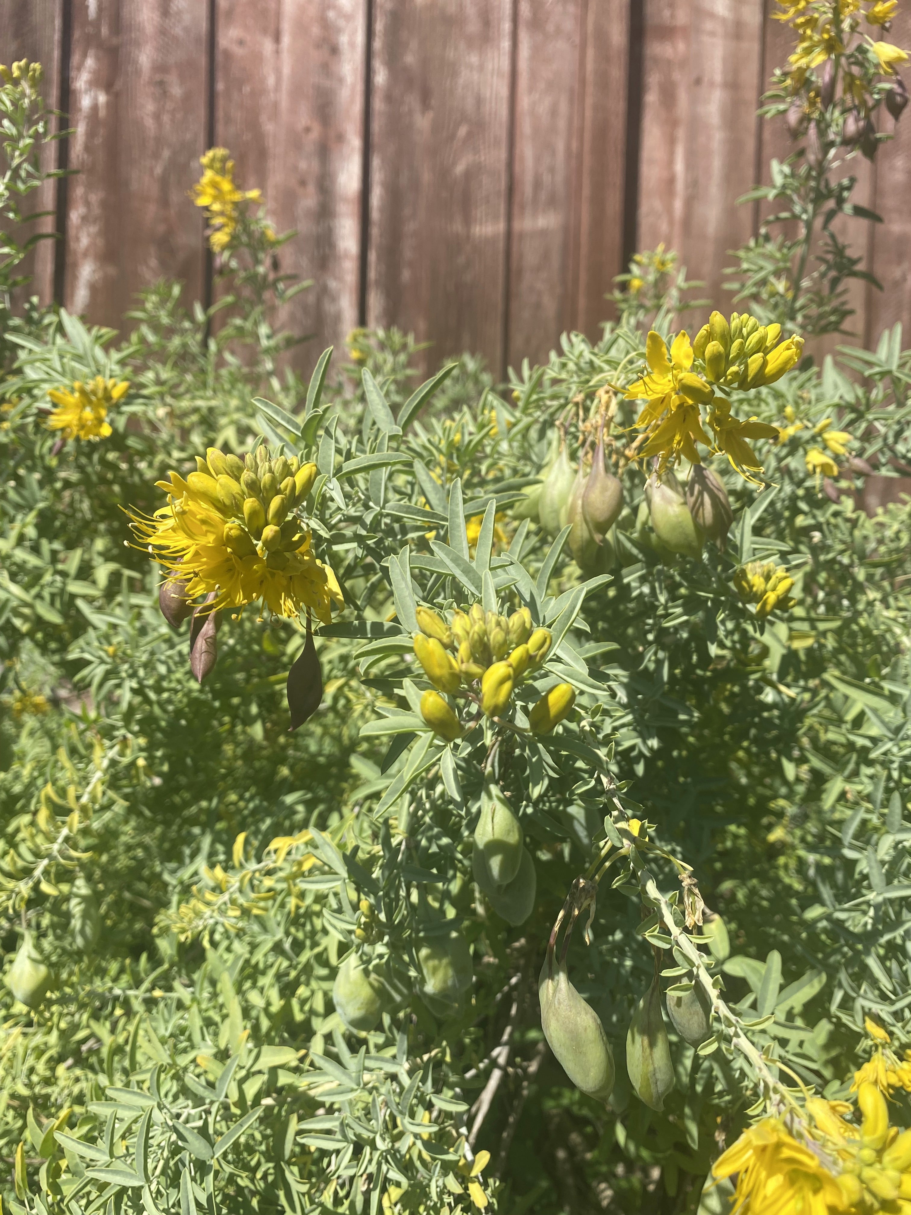 California Bladderpod | Peritoma Arborea seeds