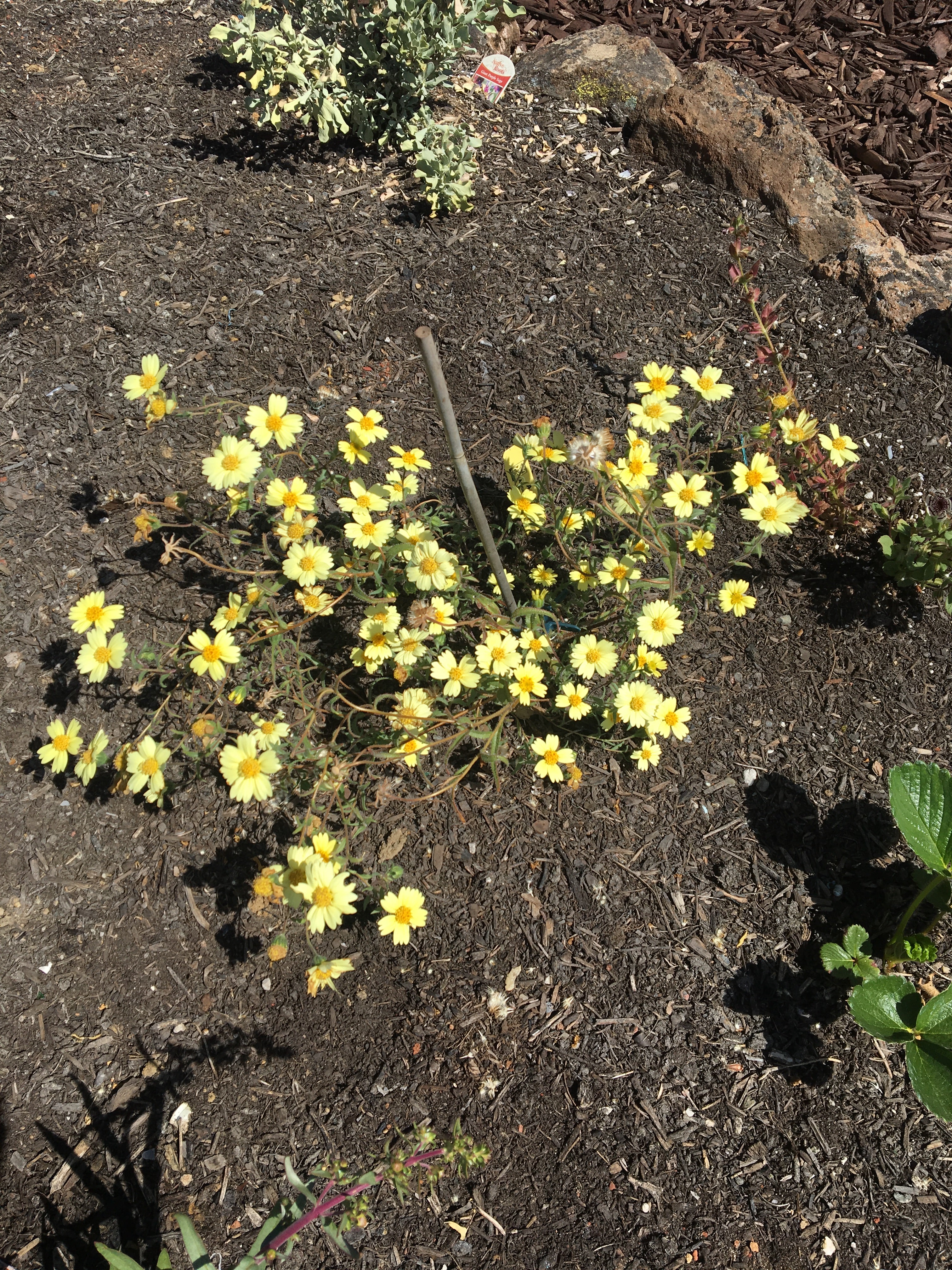 Pale-yellow Tidytips | Layia Heterotricha seeds