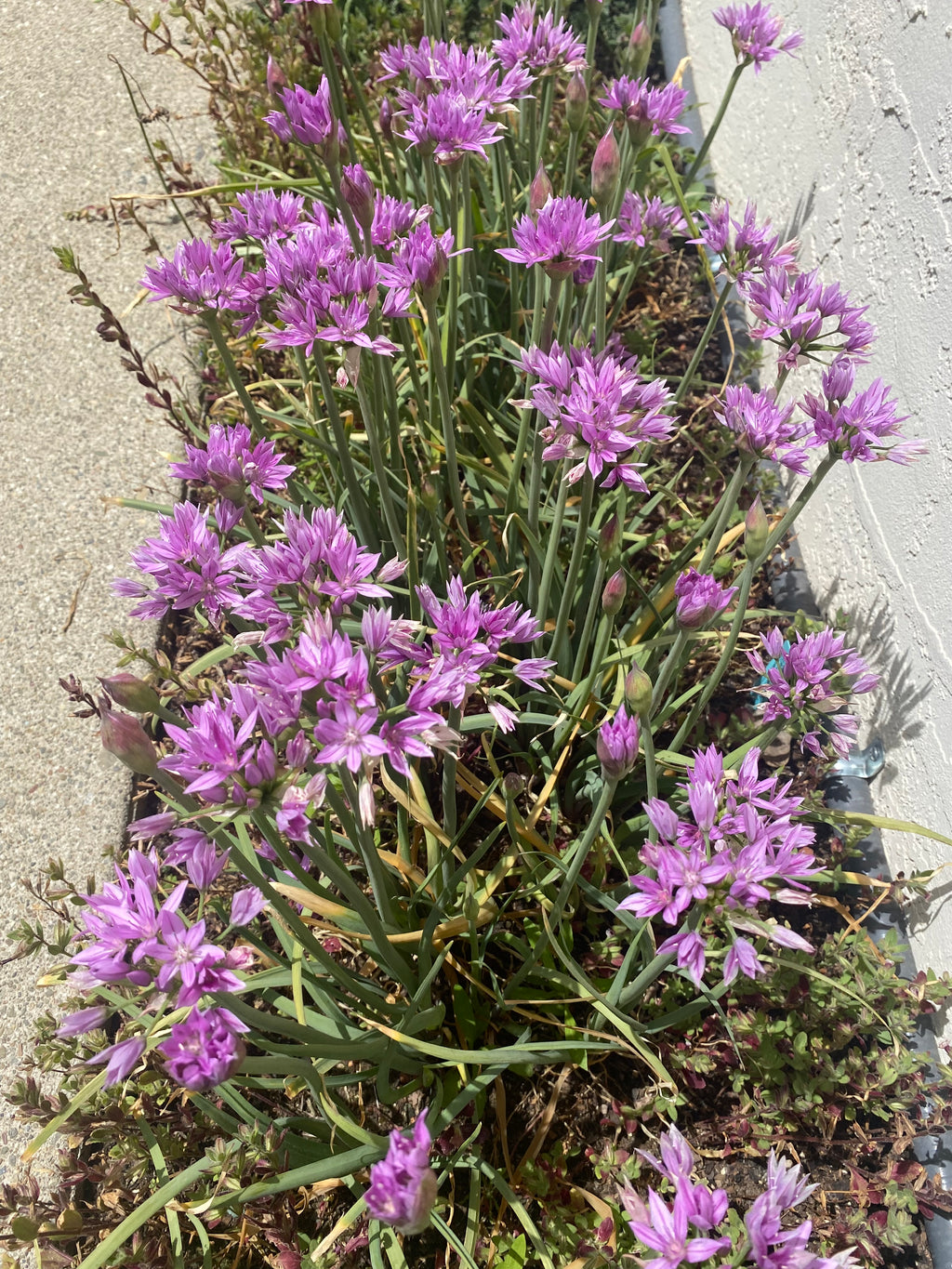 One Leaf Onion | Allium unifolium seeds