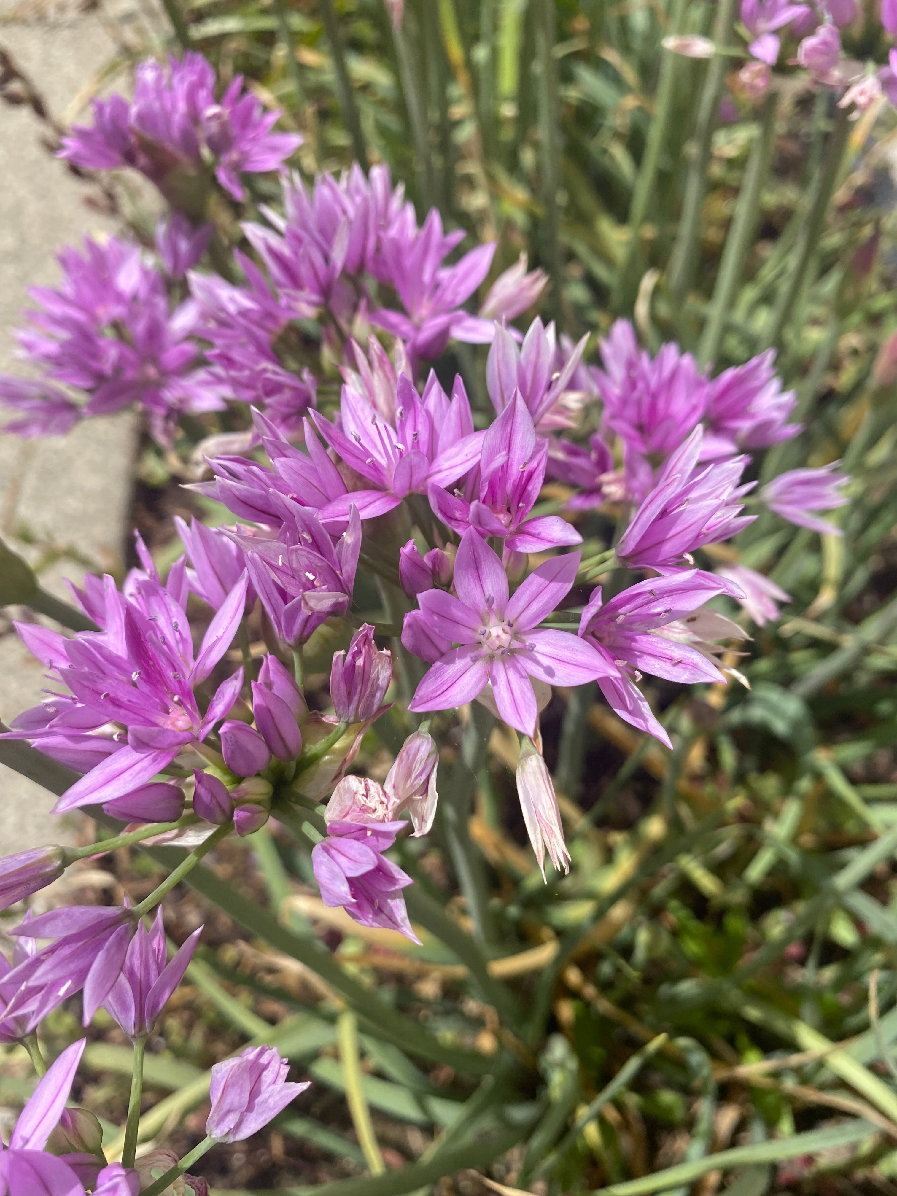 One Leaf Onion | Allium unifolium seeds