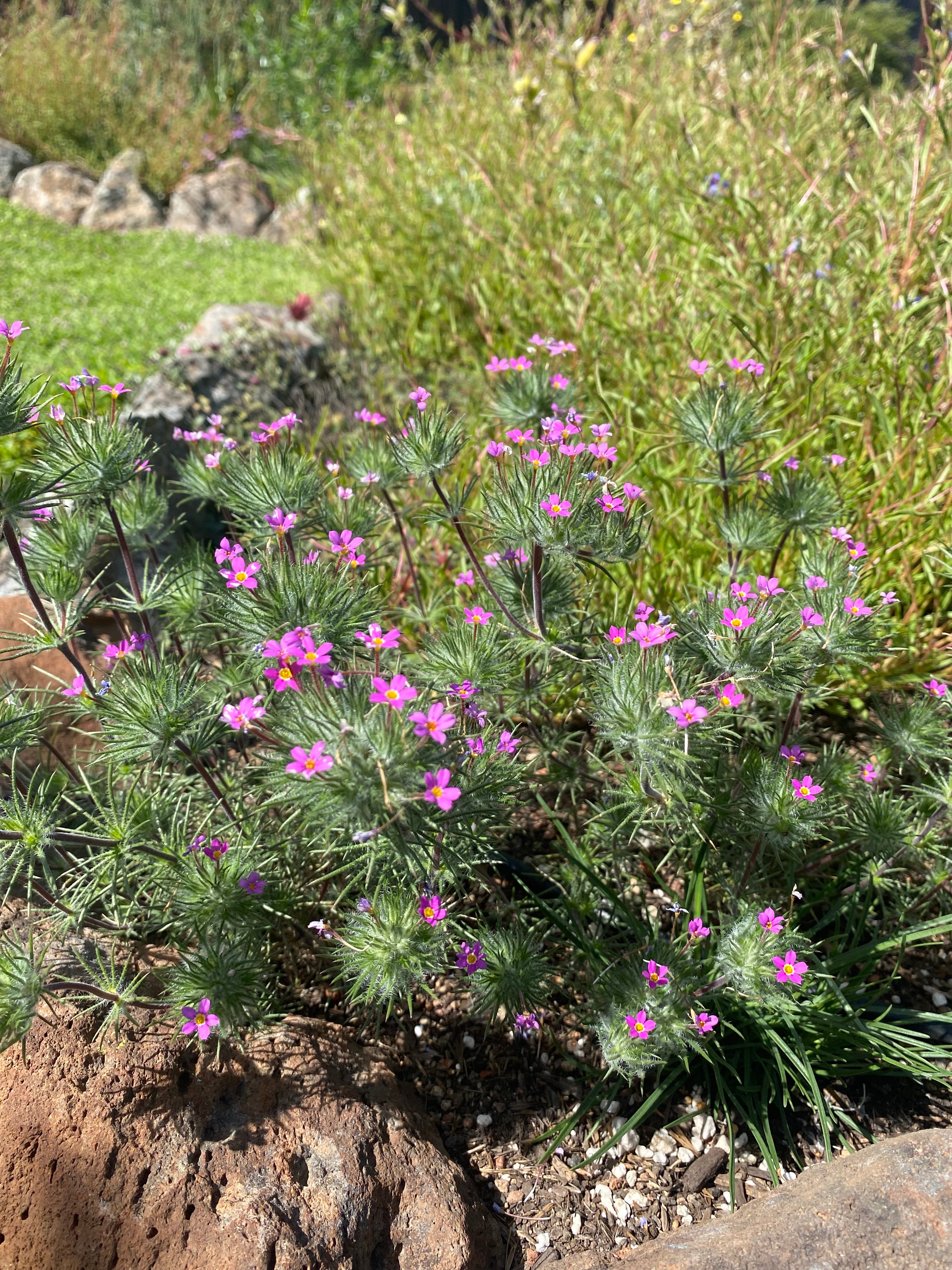 Whisker Brush seeds | Leptosiphon ciliatus