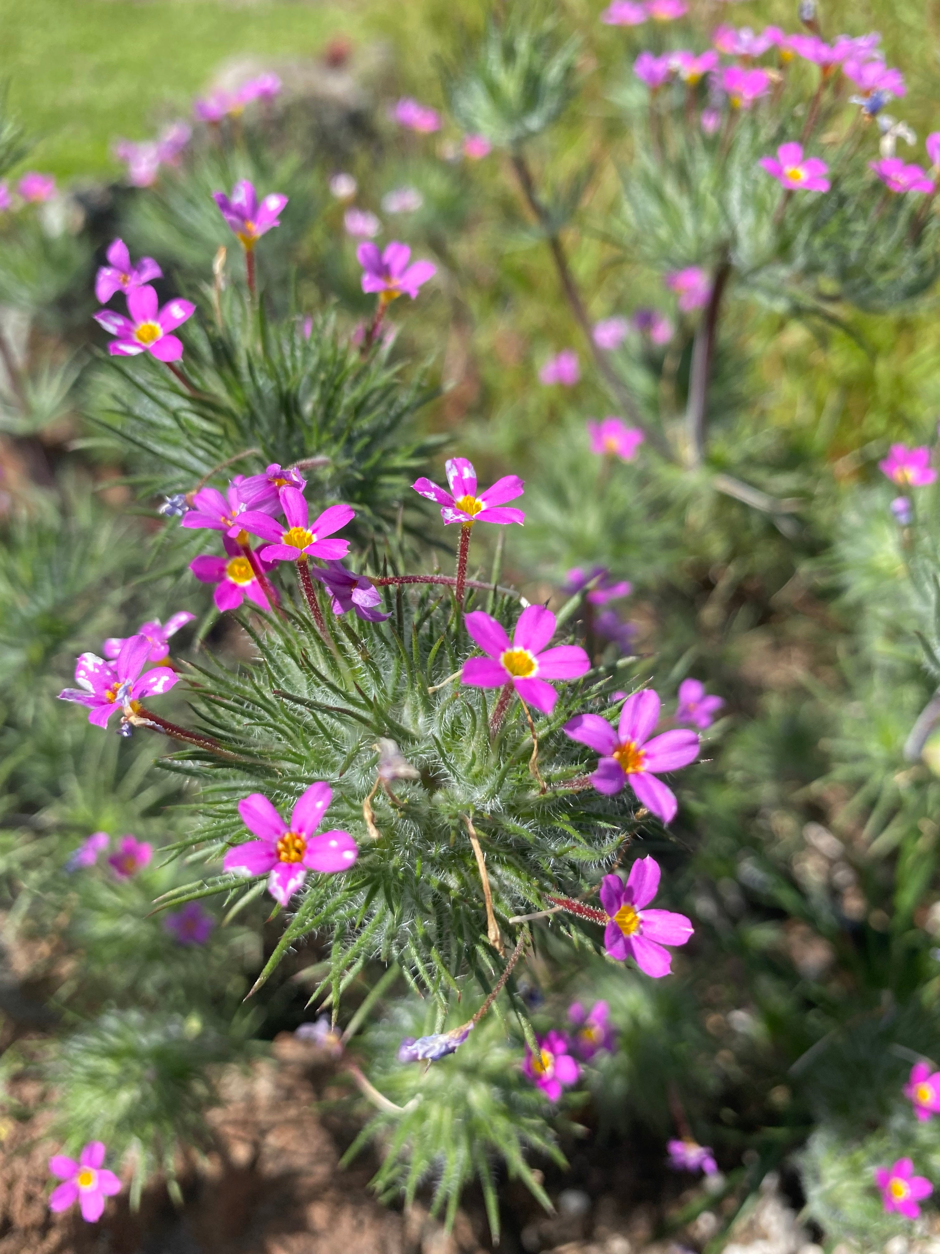 Whisker Brush seeds | Leptosiphon ciliatus