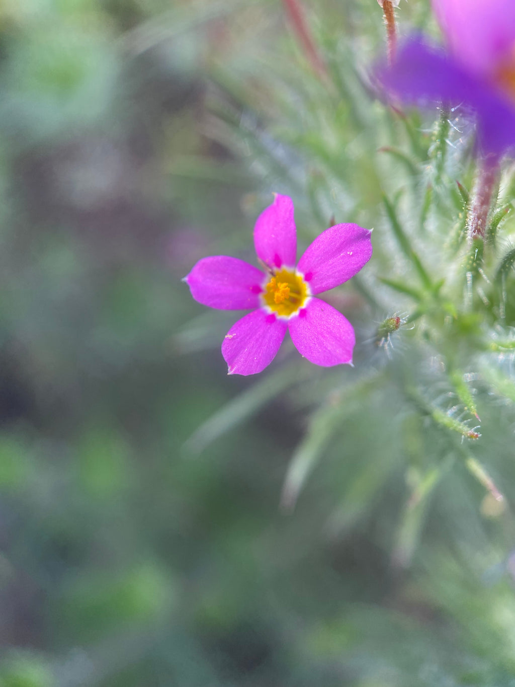 Whisker Brush seeds | Leptosiphon ciliatus