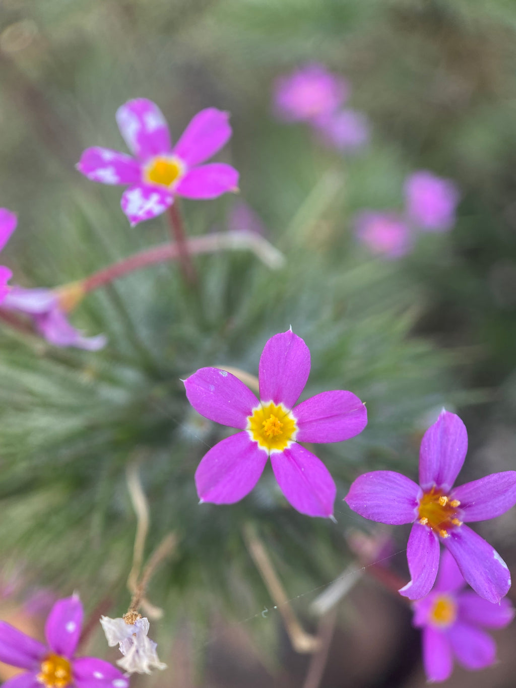 Whisker Brush seeds | Leptosiphon ciliatus
