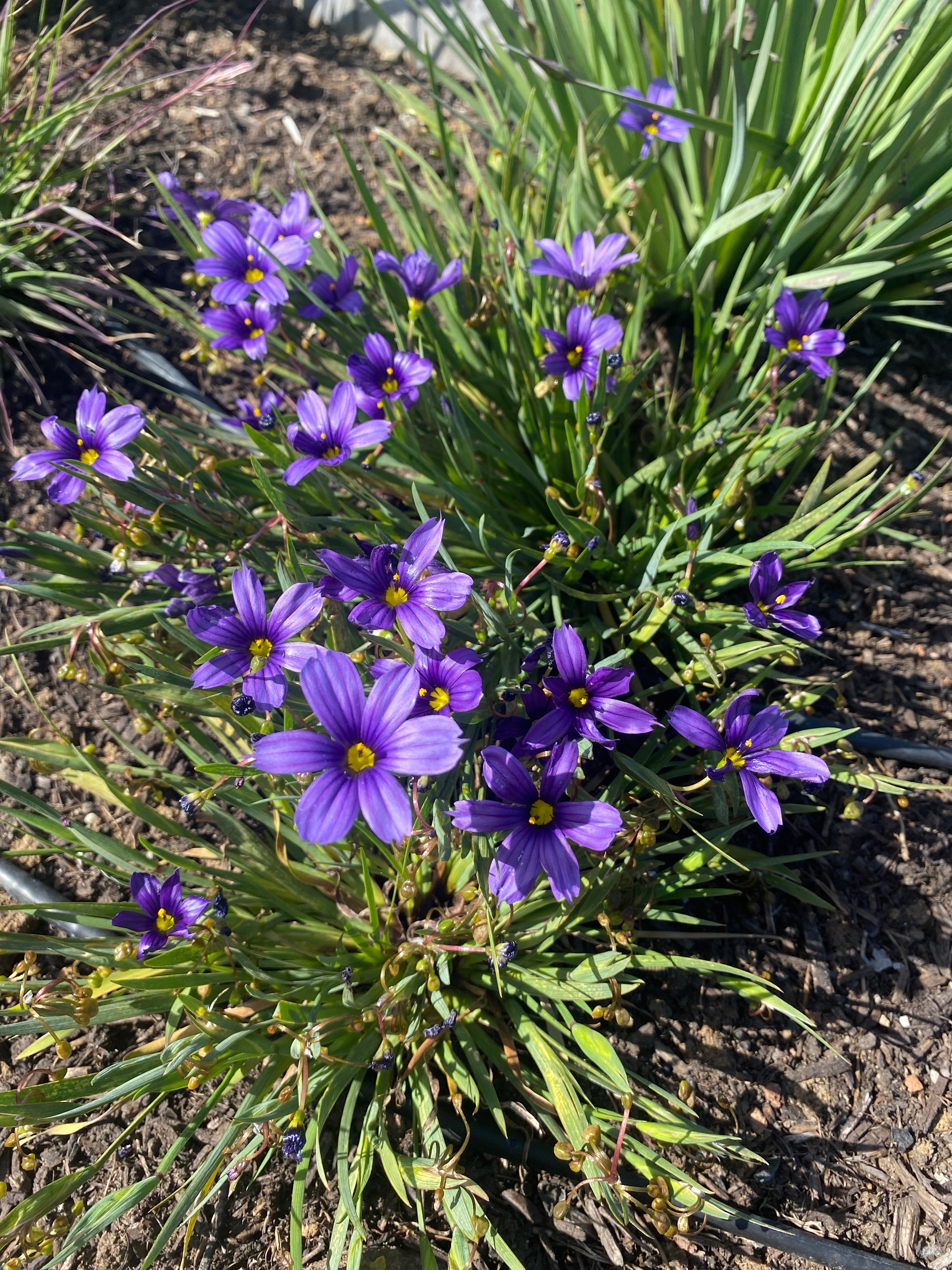 North Coast Blue-eyed Grass | Sisyrinchium bellum 'North Coast' seeds