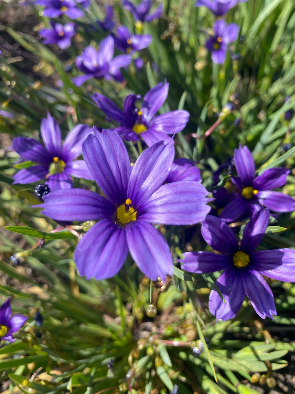 North Coast Blue-eyed Grass | Sisyrinchium bellum 'North Coast'