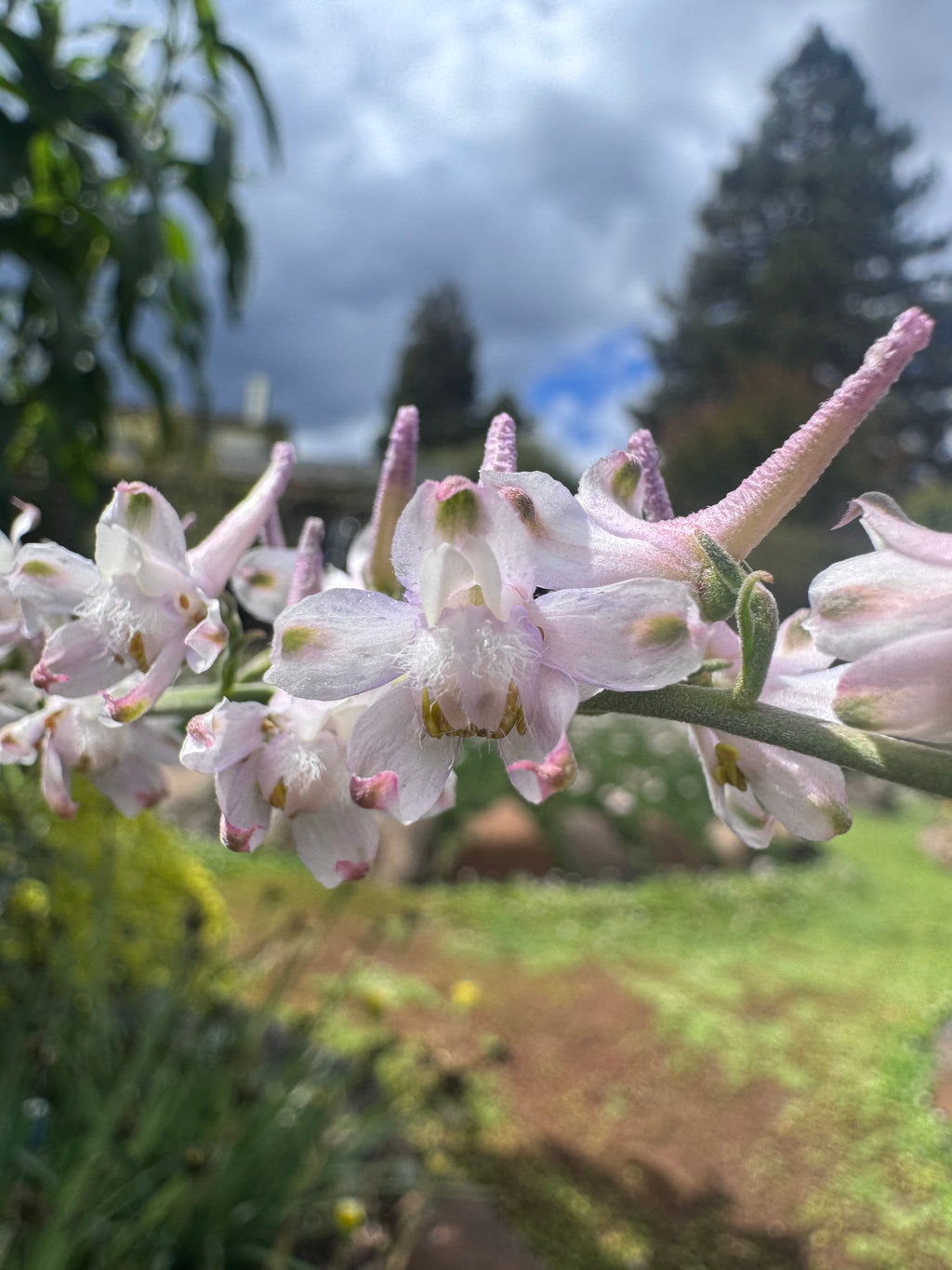 Hansen’s Larkspur | Delphinium hansenii seeds