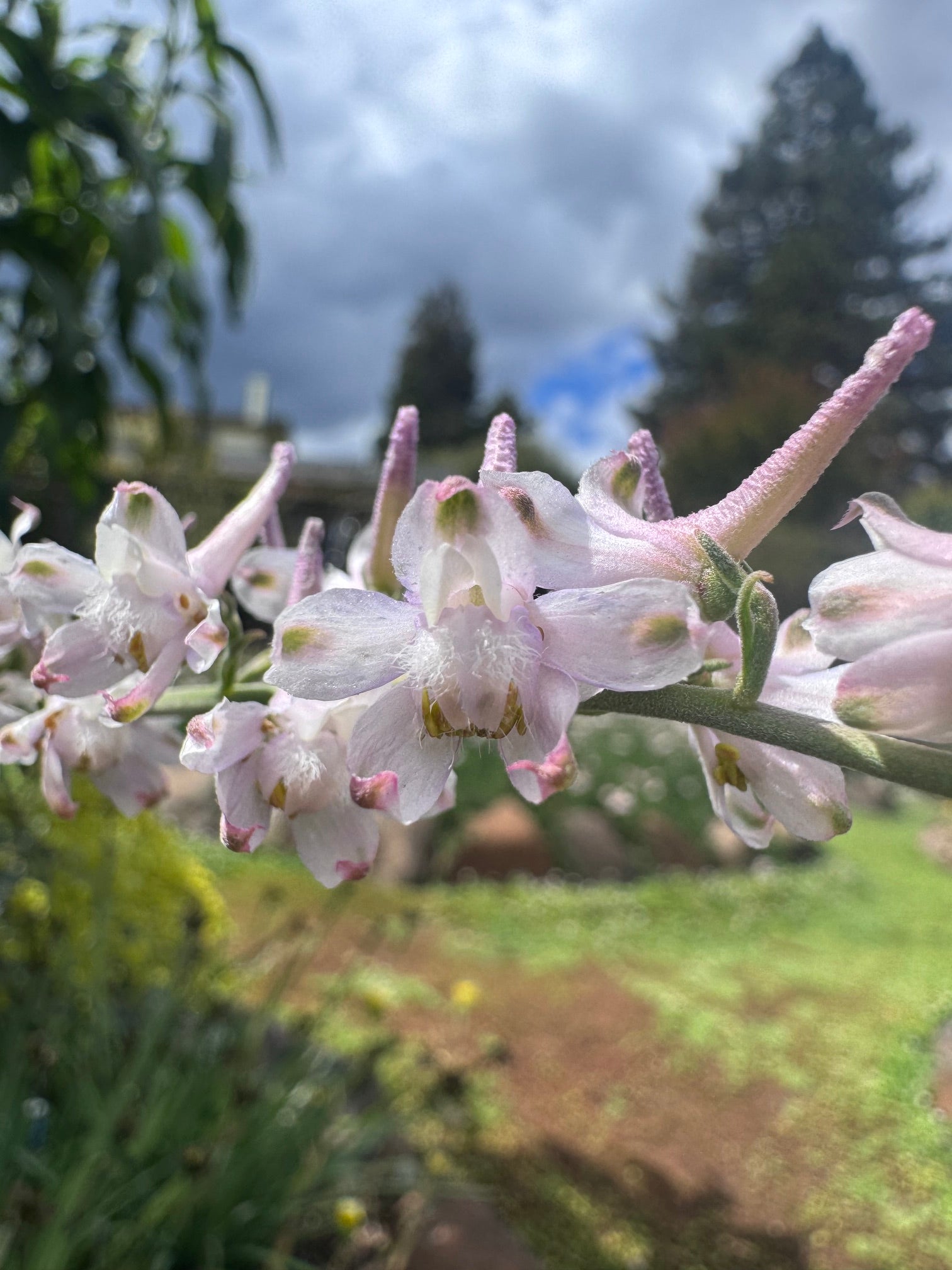 Hansen’s Larkspur | Delphinium hansenii seeds