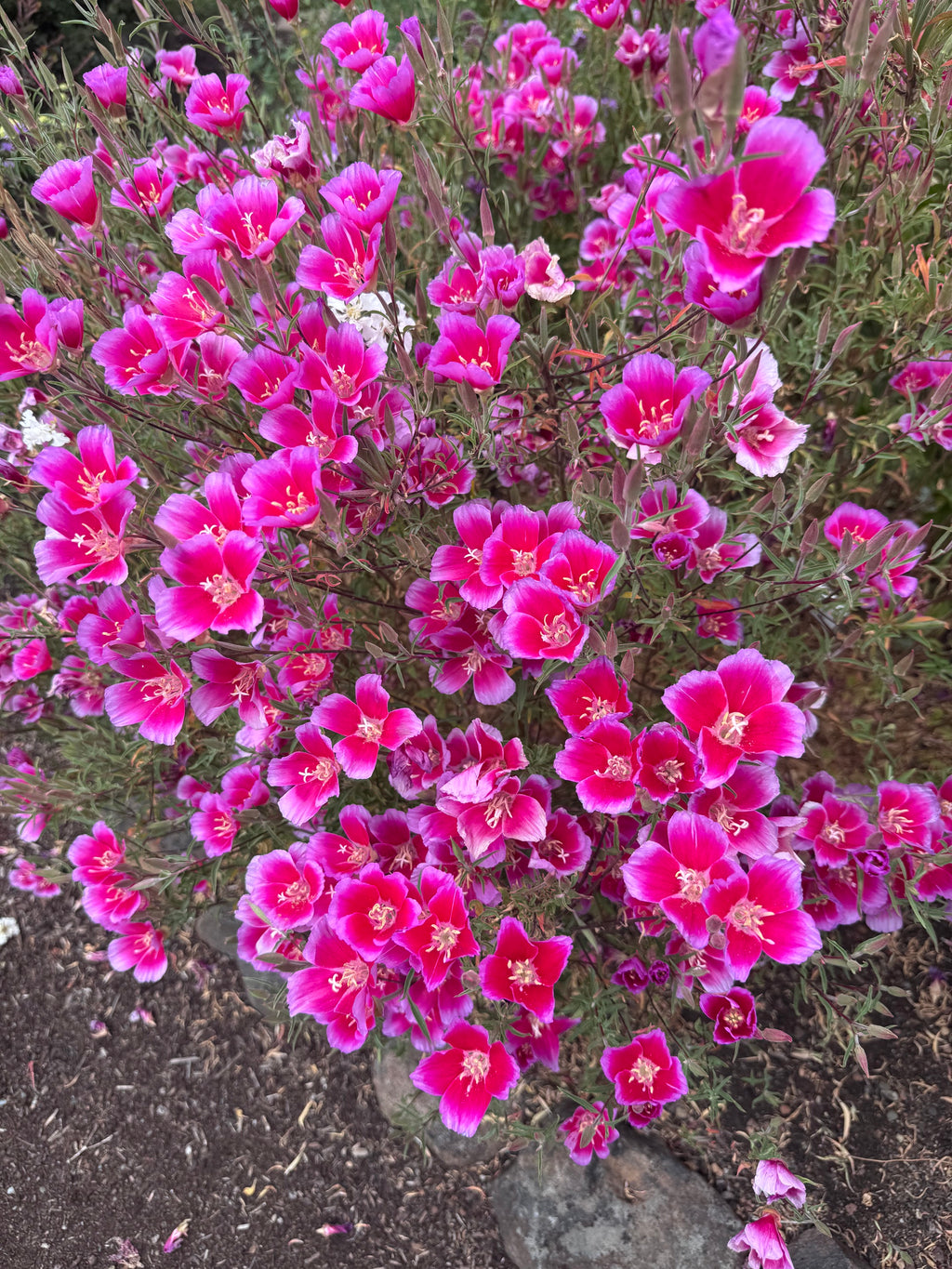 Clarkia Shamini | Clarkia rubicunda 'Shamini