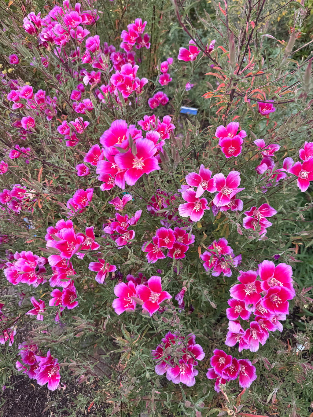 Clarkia Shamini | Clarkia rubicunda 'Shamini