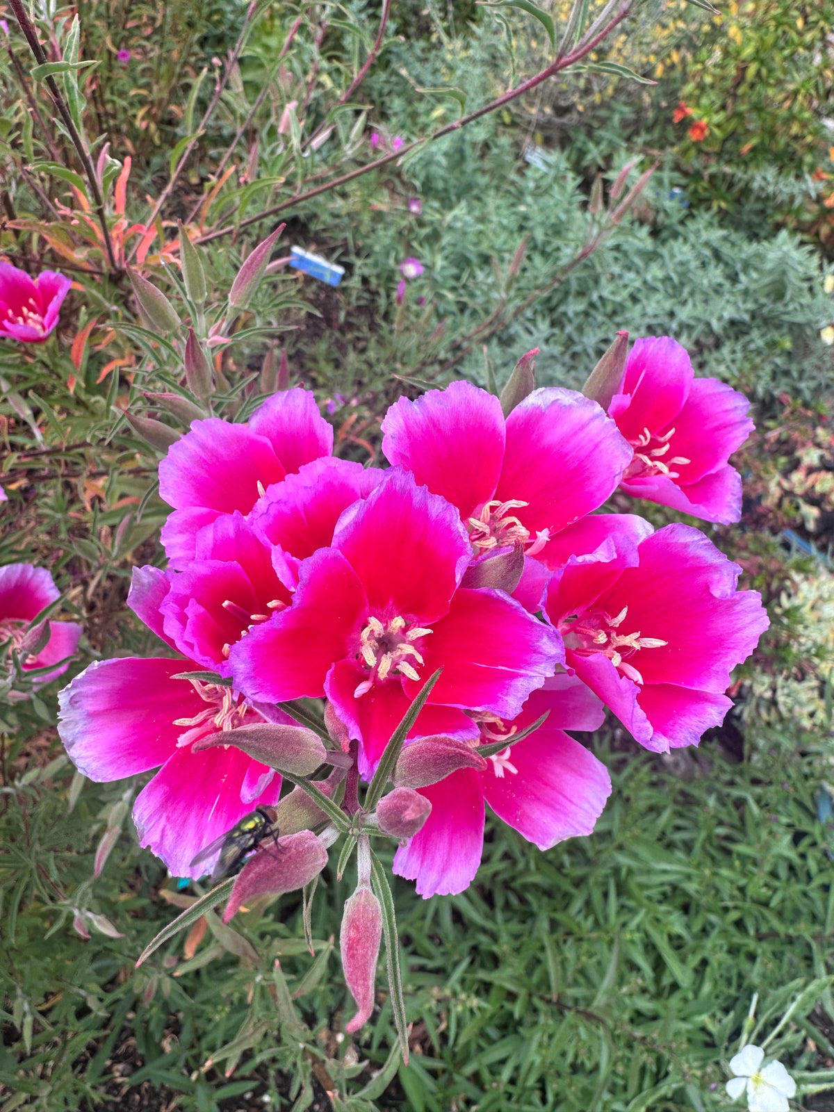 Clarkia Shamini | Clarkia rubicunda 'Shamini