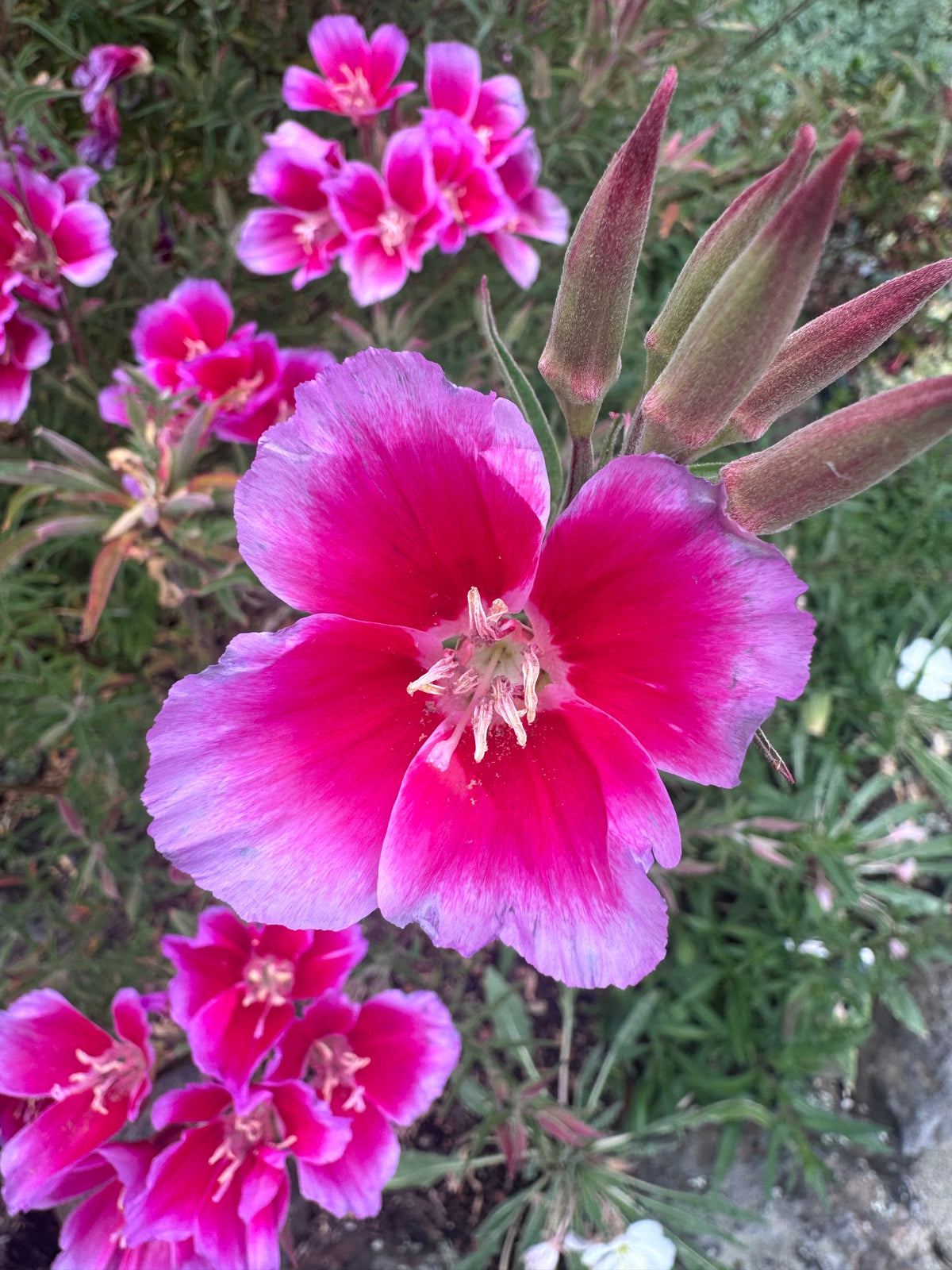 Clarkia Shamini | Clarkia rubicunda 'Shamini