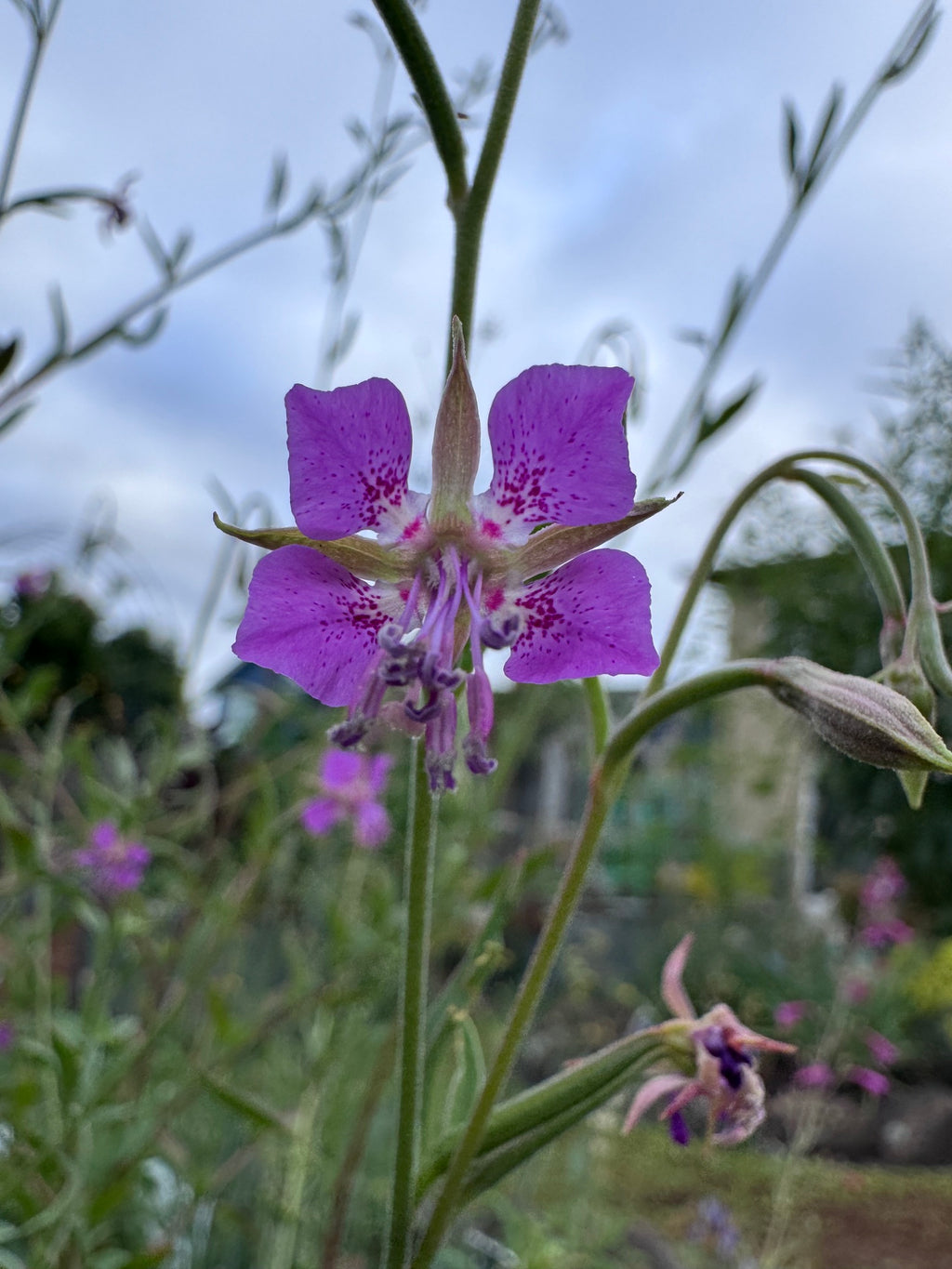 Diamond Clarkia | Clarkia rhomboidea