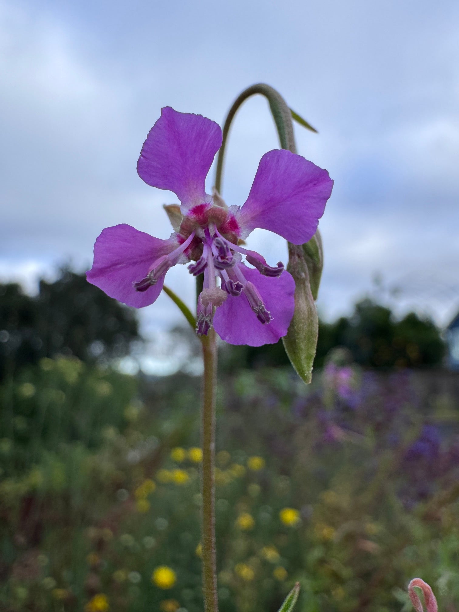 Diamond Clarkia | Clarkia rhomboidea